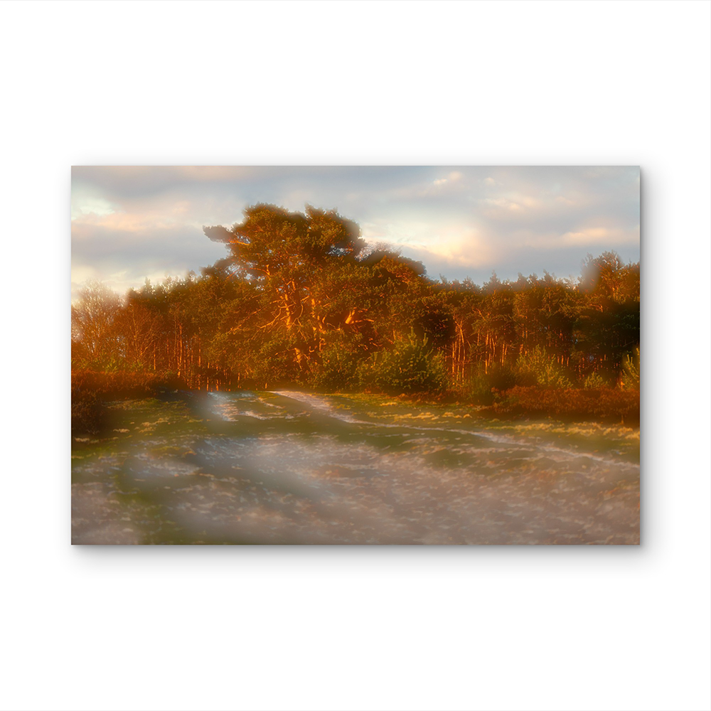 Sunrise woods D.png