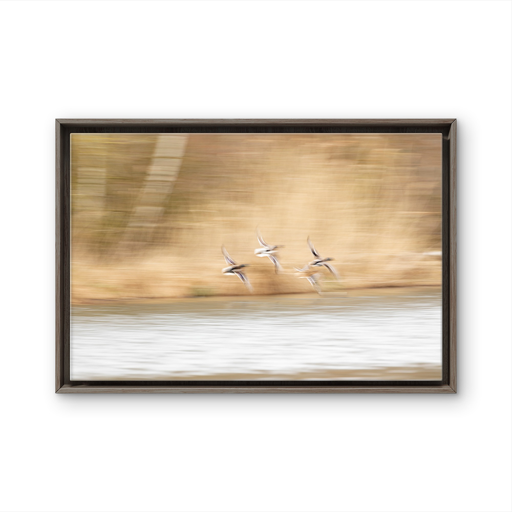 Wild ducks in flight
