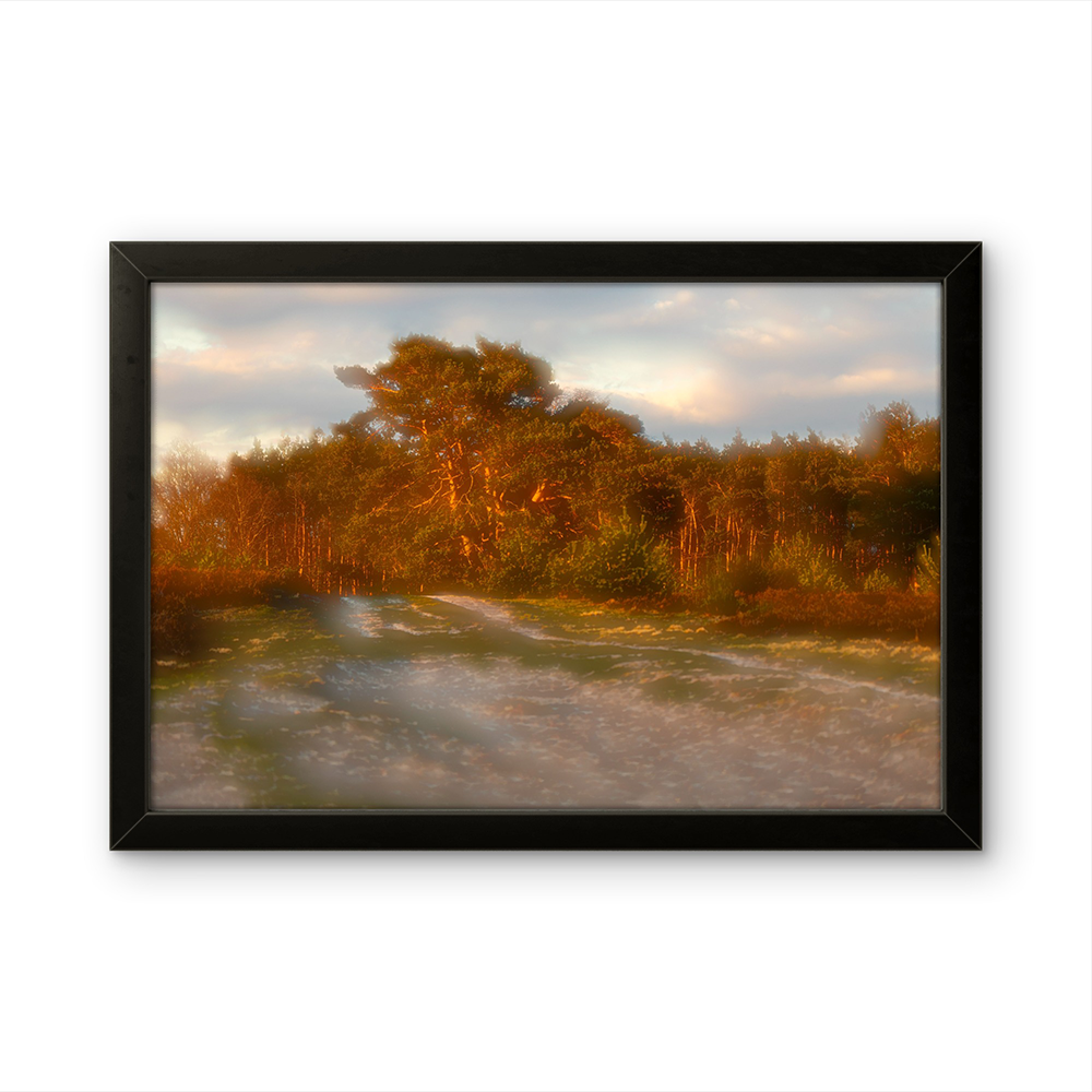 Sunrise woods MG.png