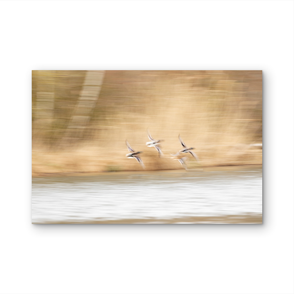 Wild ducks in flight D.png