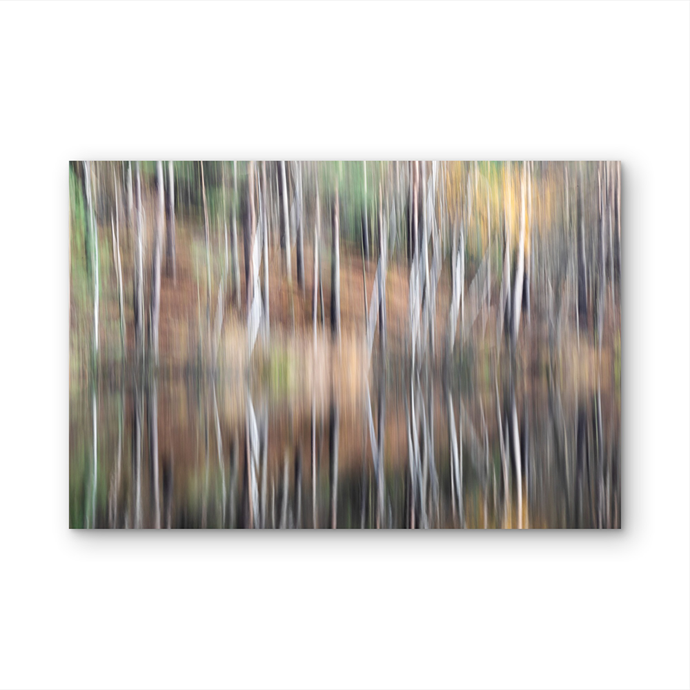Reflection of trees D.png