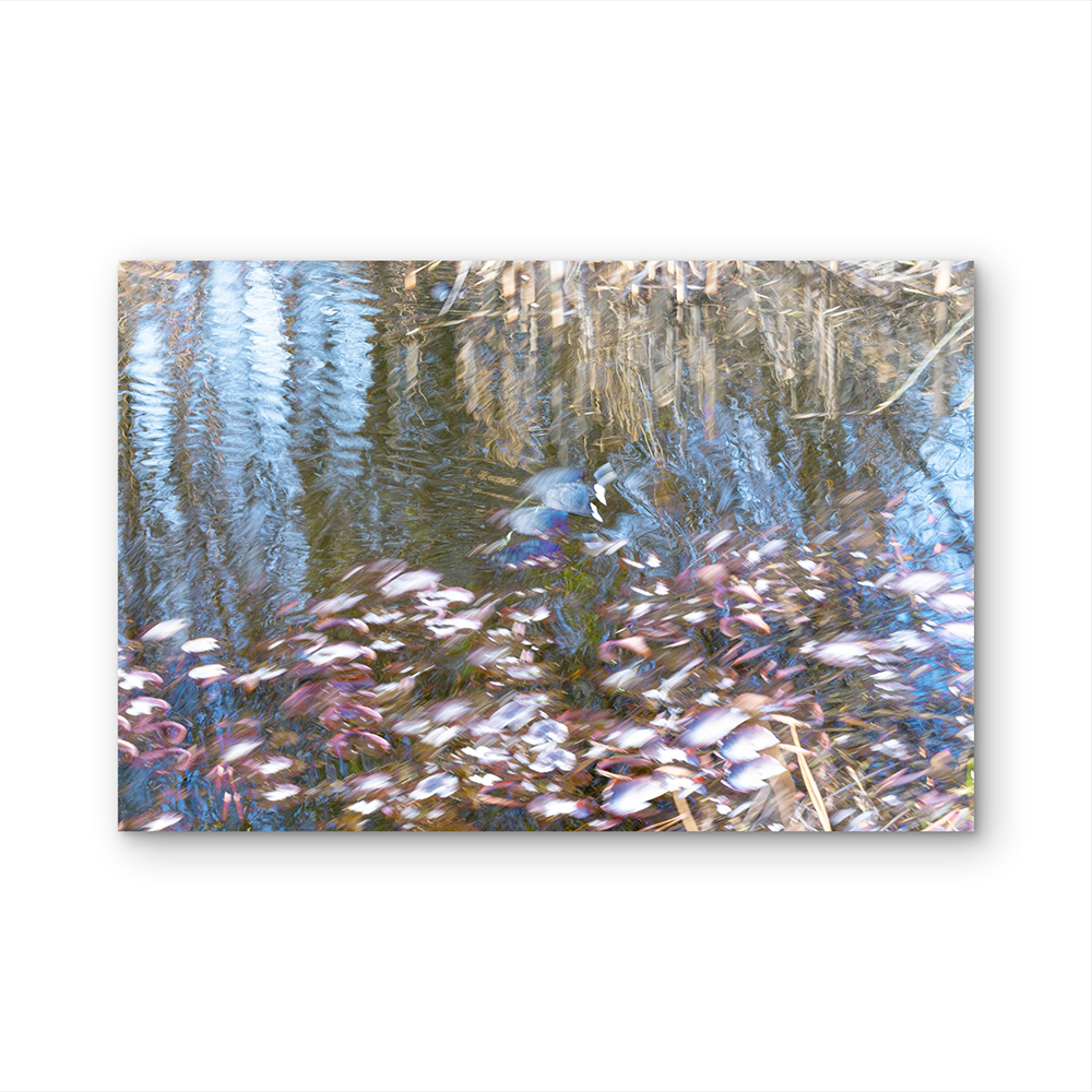 Eurasian Coot D.png