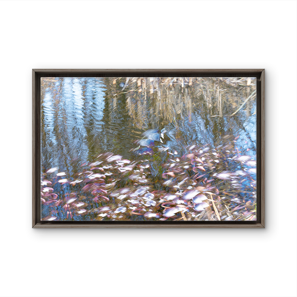 Eurasian coot BL.png