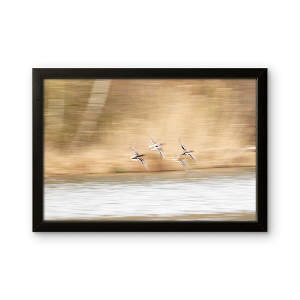 Wild ducks in flight MG.png