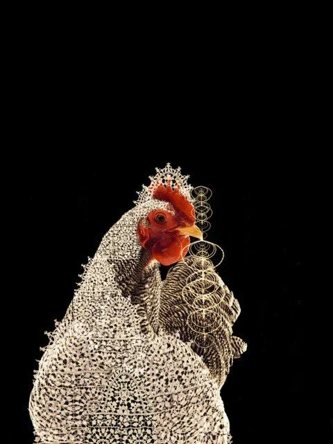 The Chicken