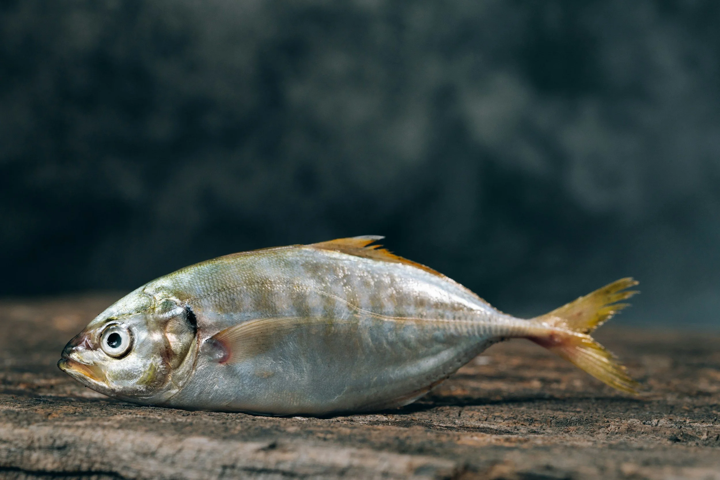 Poisson de chez Marie Luxe