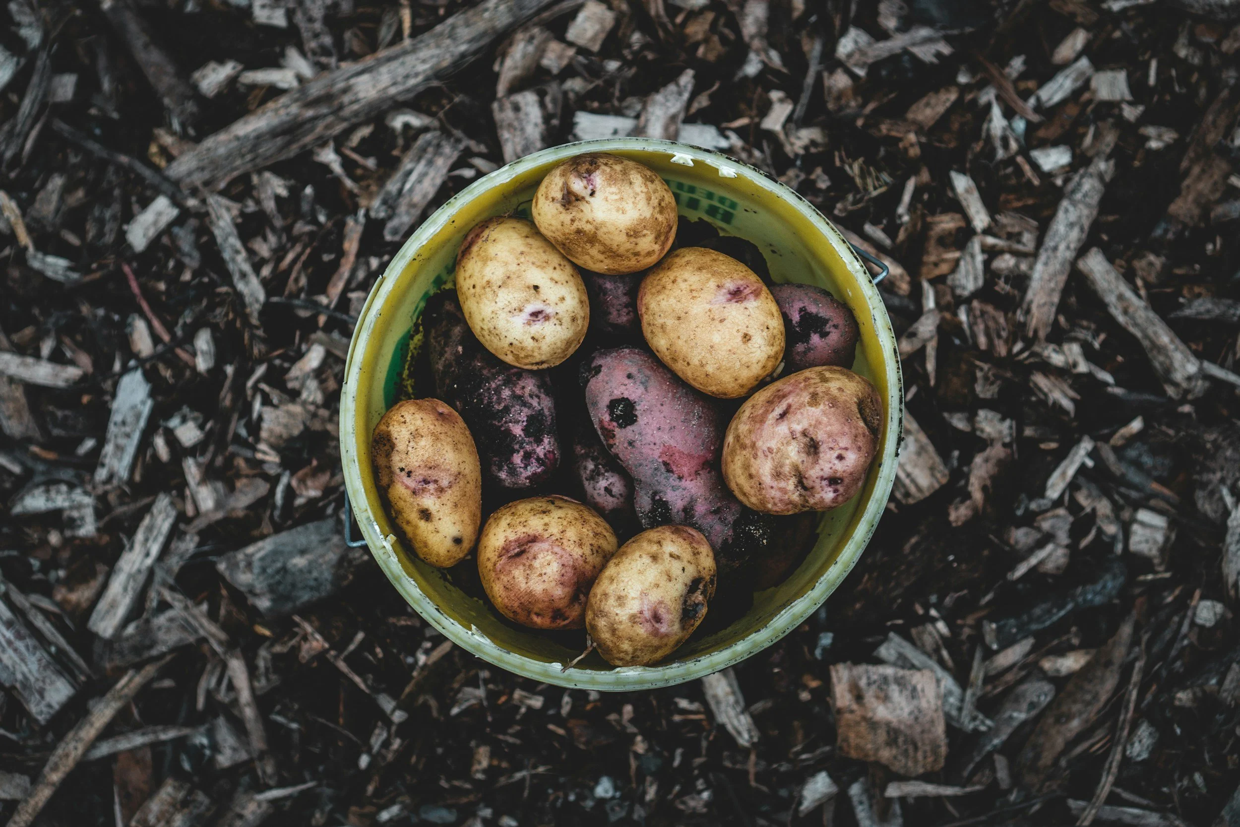Les pommes de terres de Gaec Piot Gallee