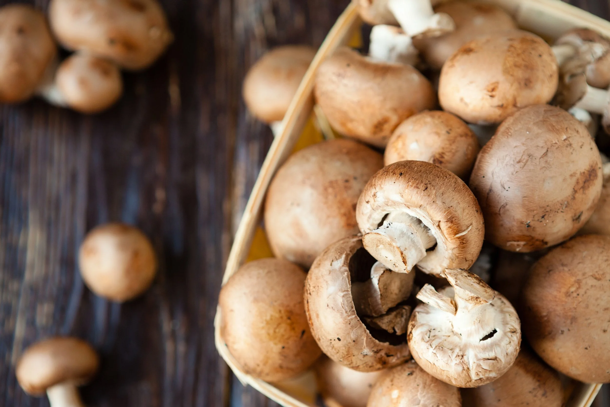 Champignon VegeOuest