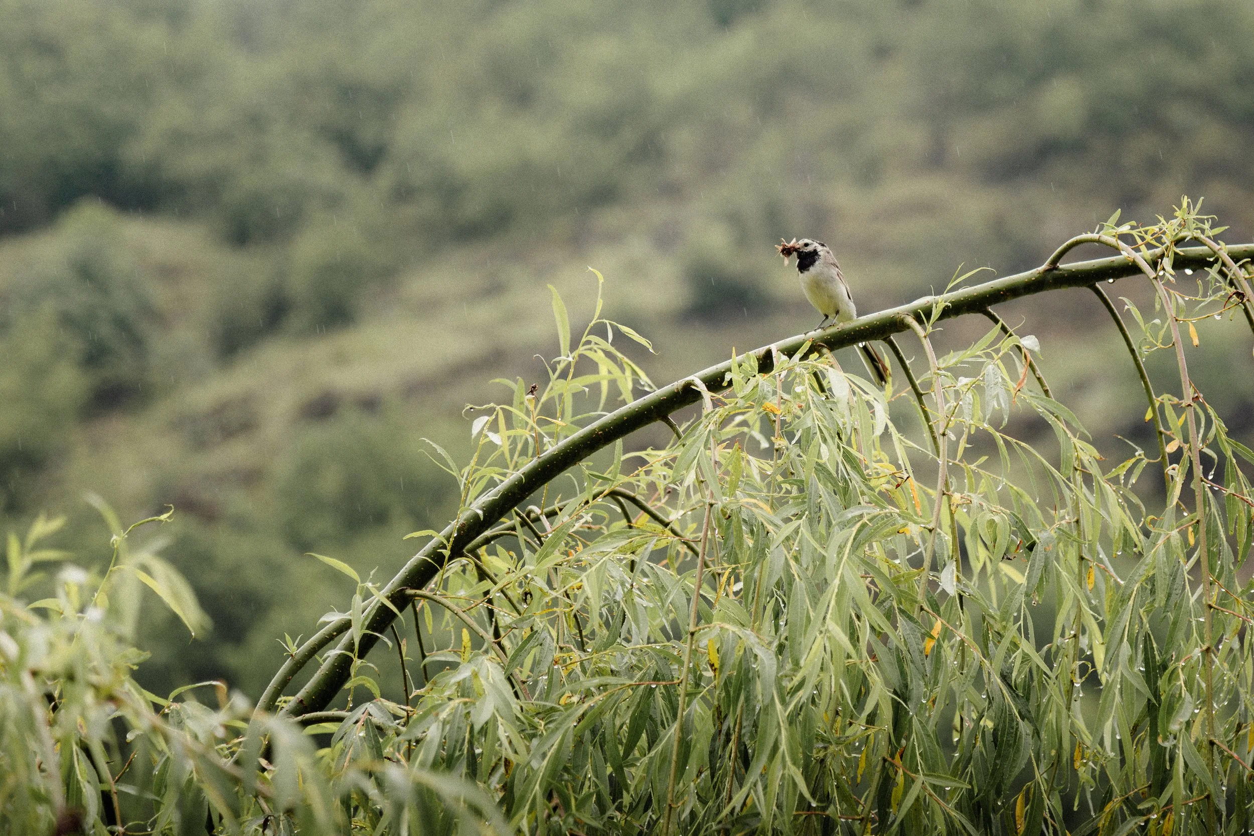 JL2A7541-Enhanced-NR.jpg