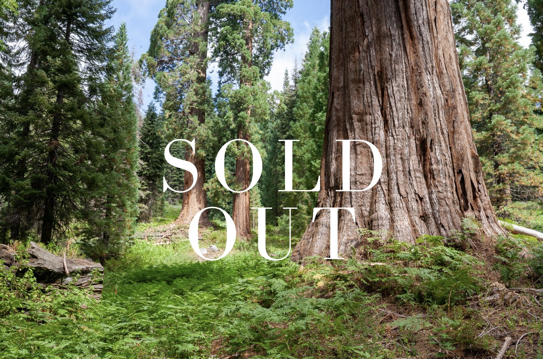 The Great Sequoia Camp Trip