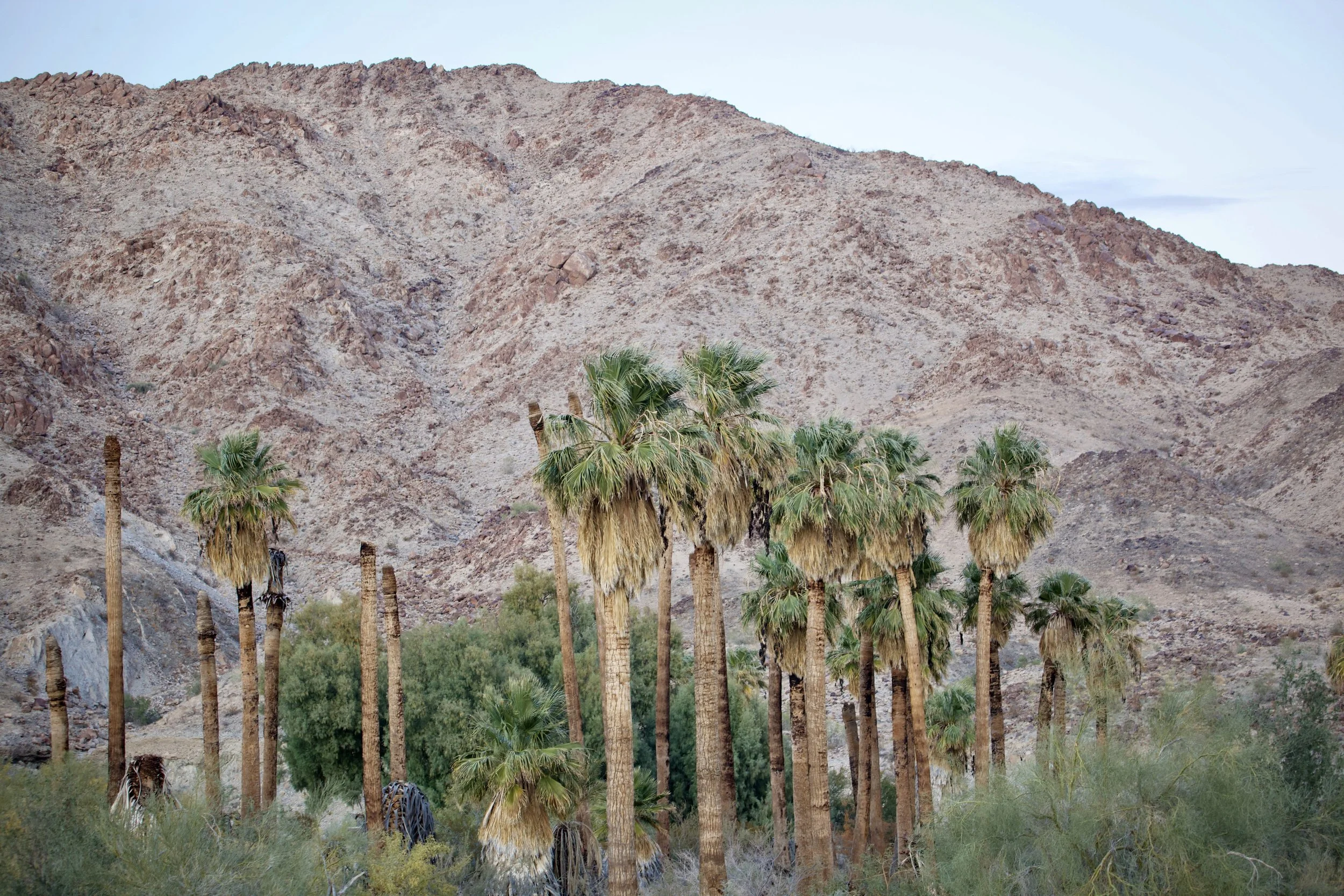 Dispatch #43 - Chuckwalla National Monument Part 2