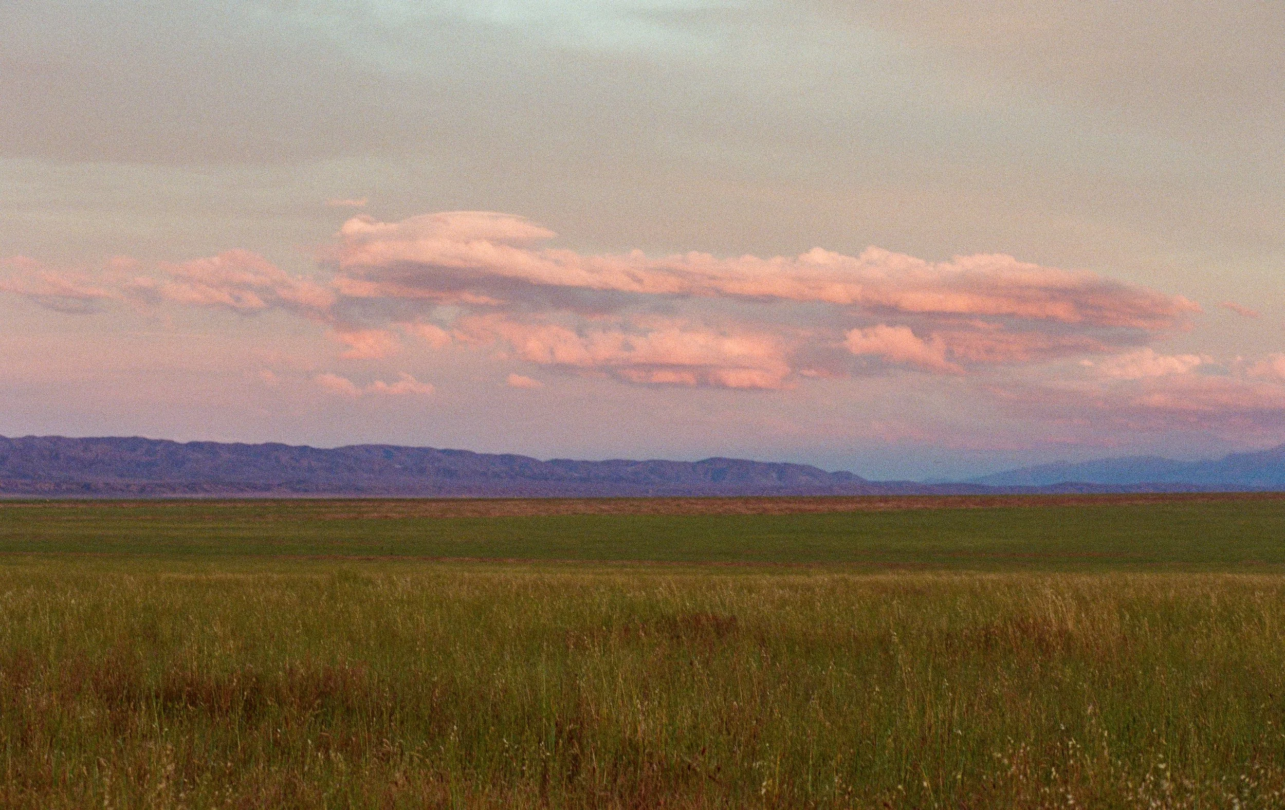 Dispatch #45 - Anti-Superbloom on the Carrizo Plain