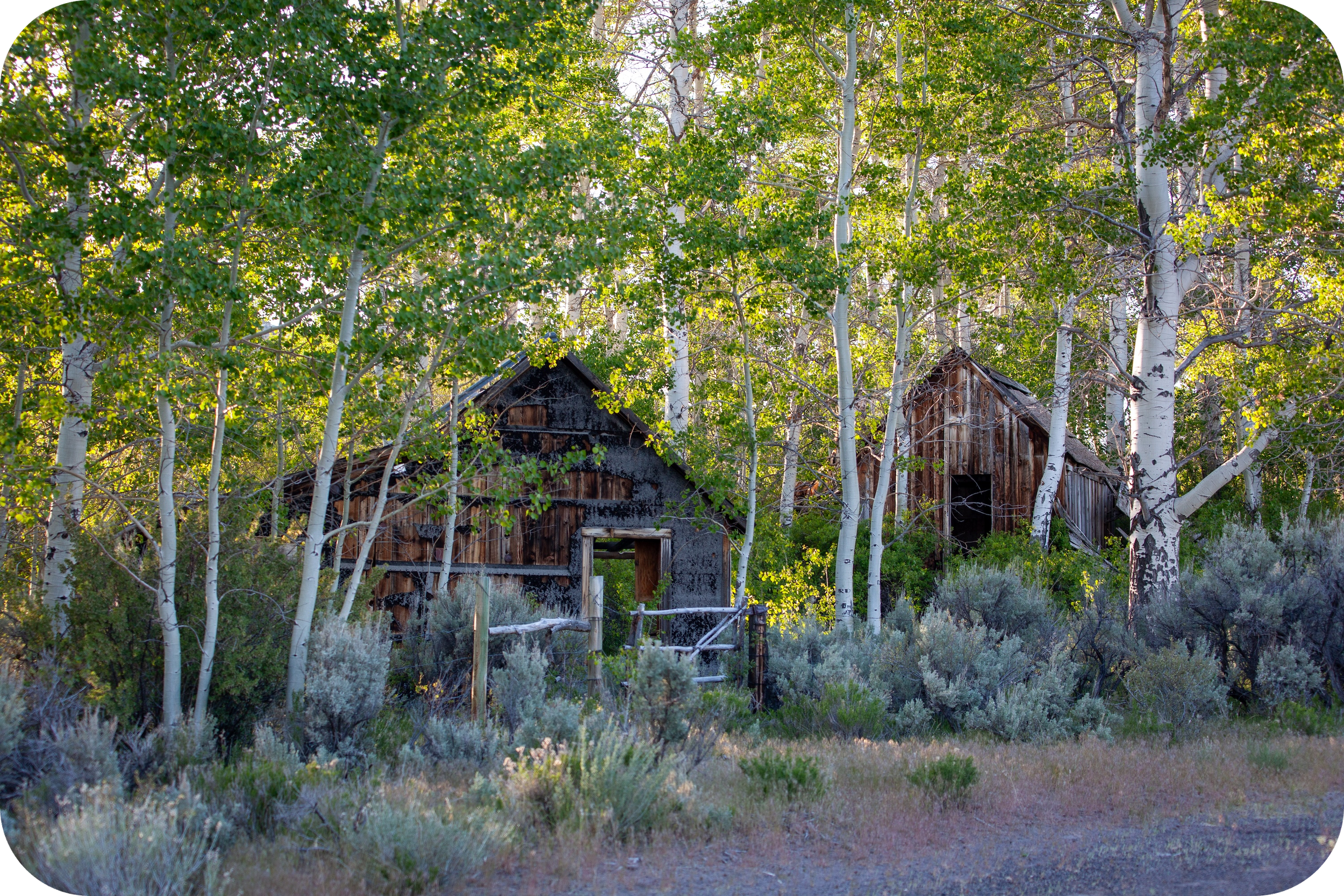 BLM Dispatch #56 - Lahontan Cutthroat Trout Natural Area