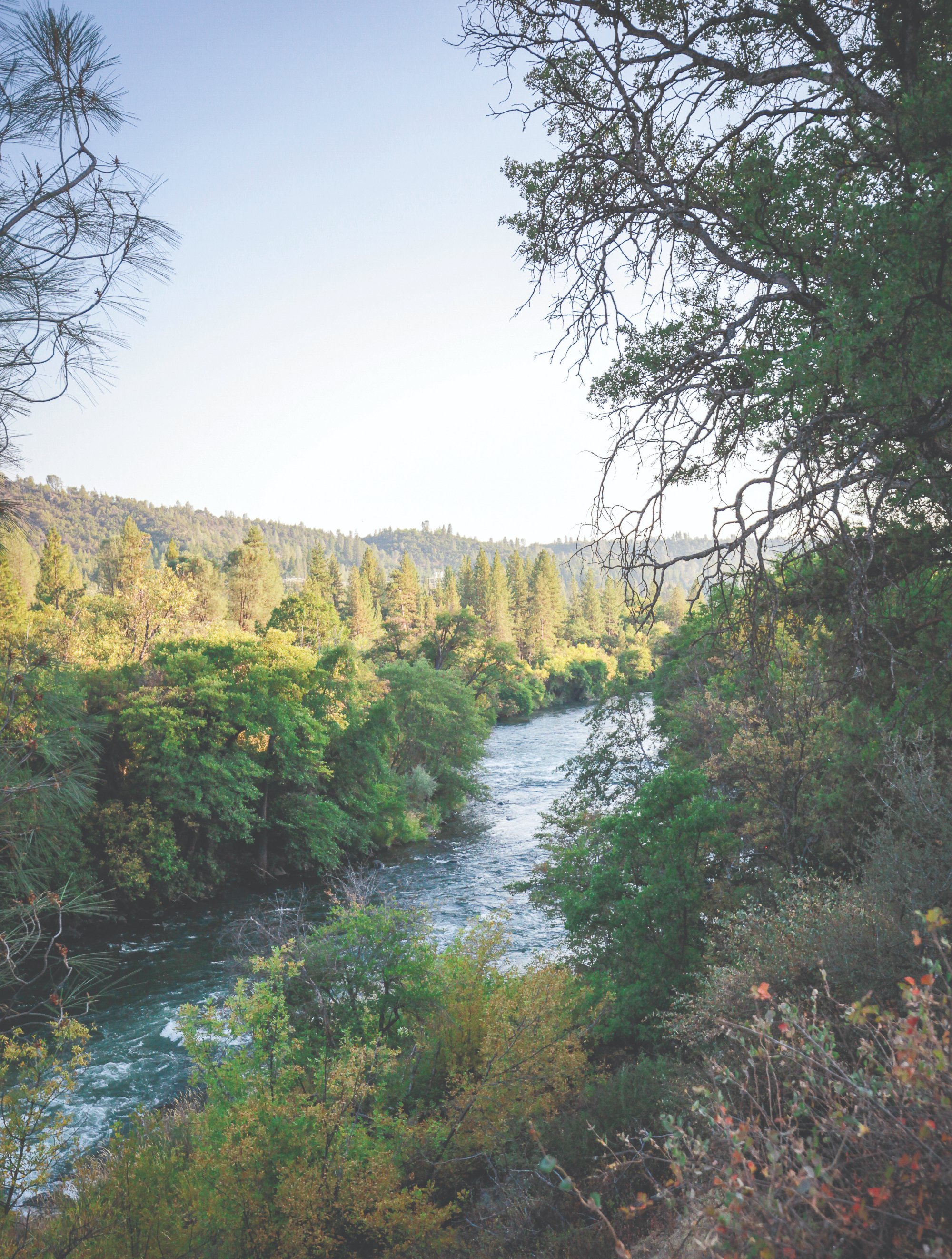 River flowing through a forest with trees and greenery on both sides under a clear sky.
