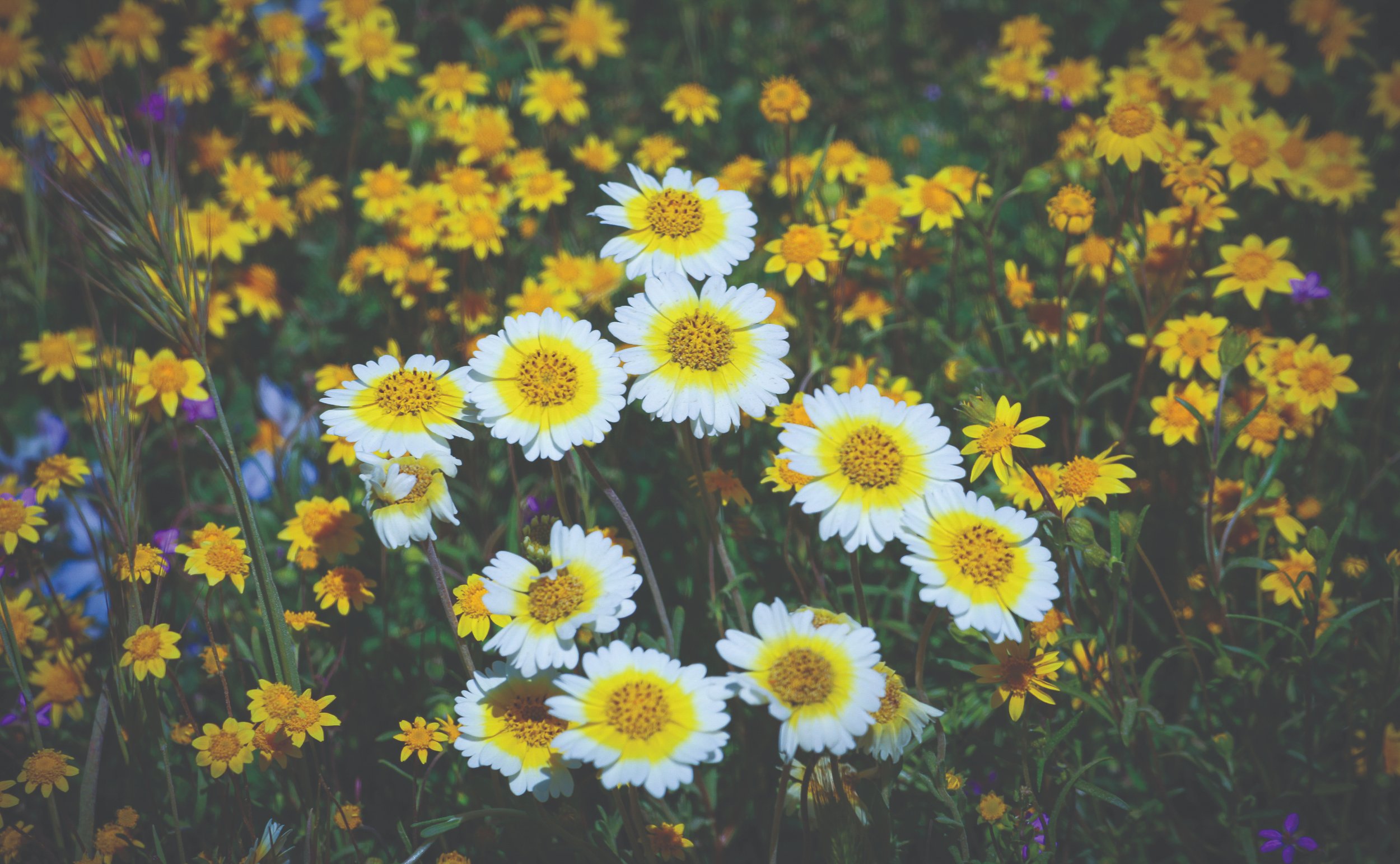 Field of white and yellow wildflowers with green foliage.