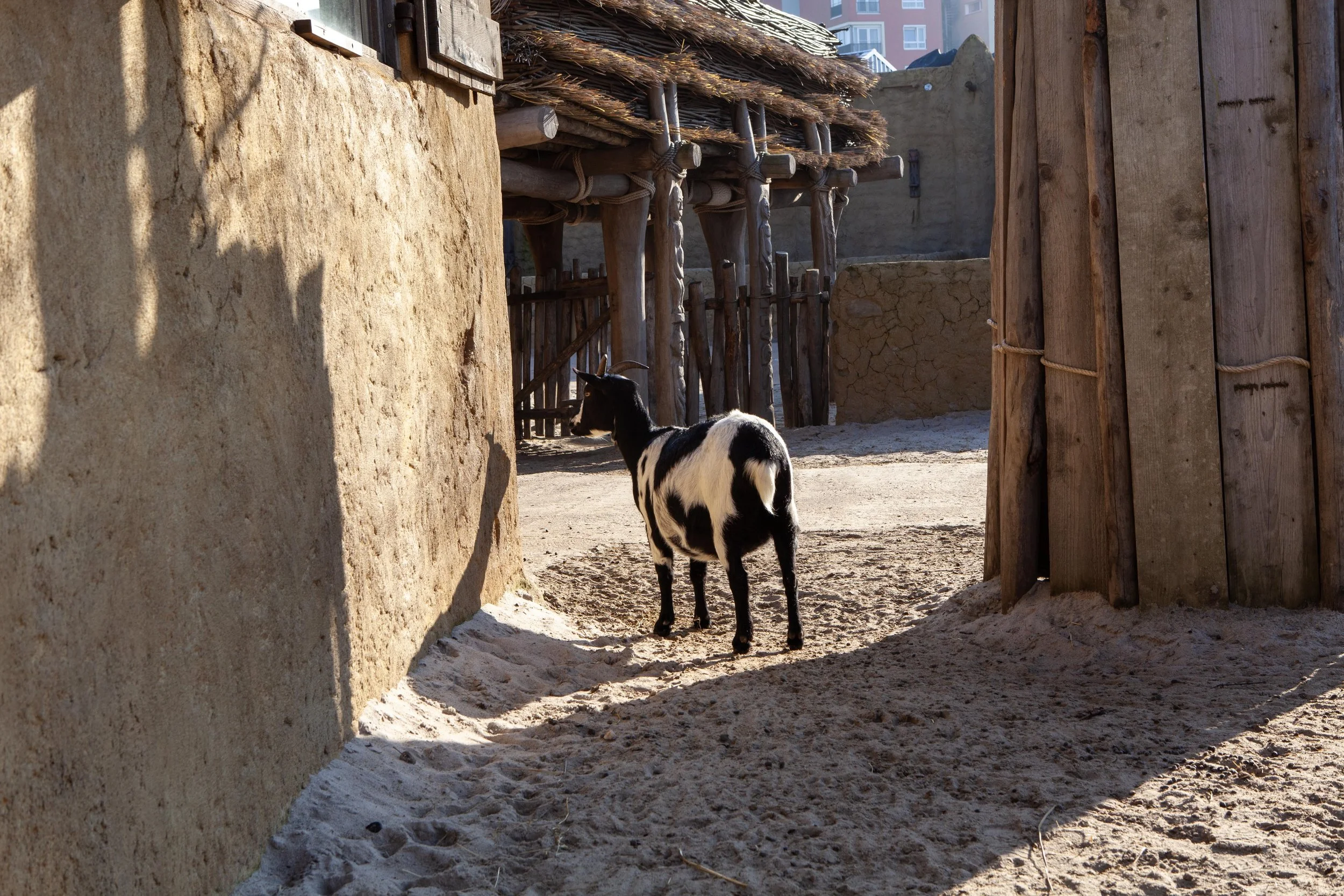 Zoo © Nora Verbraak_MG_5550.jpg
