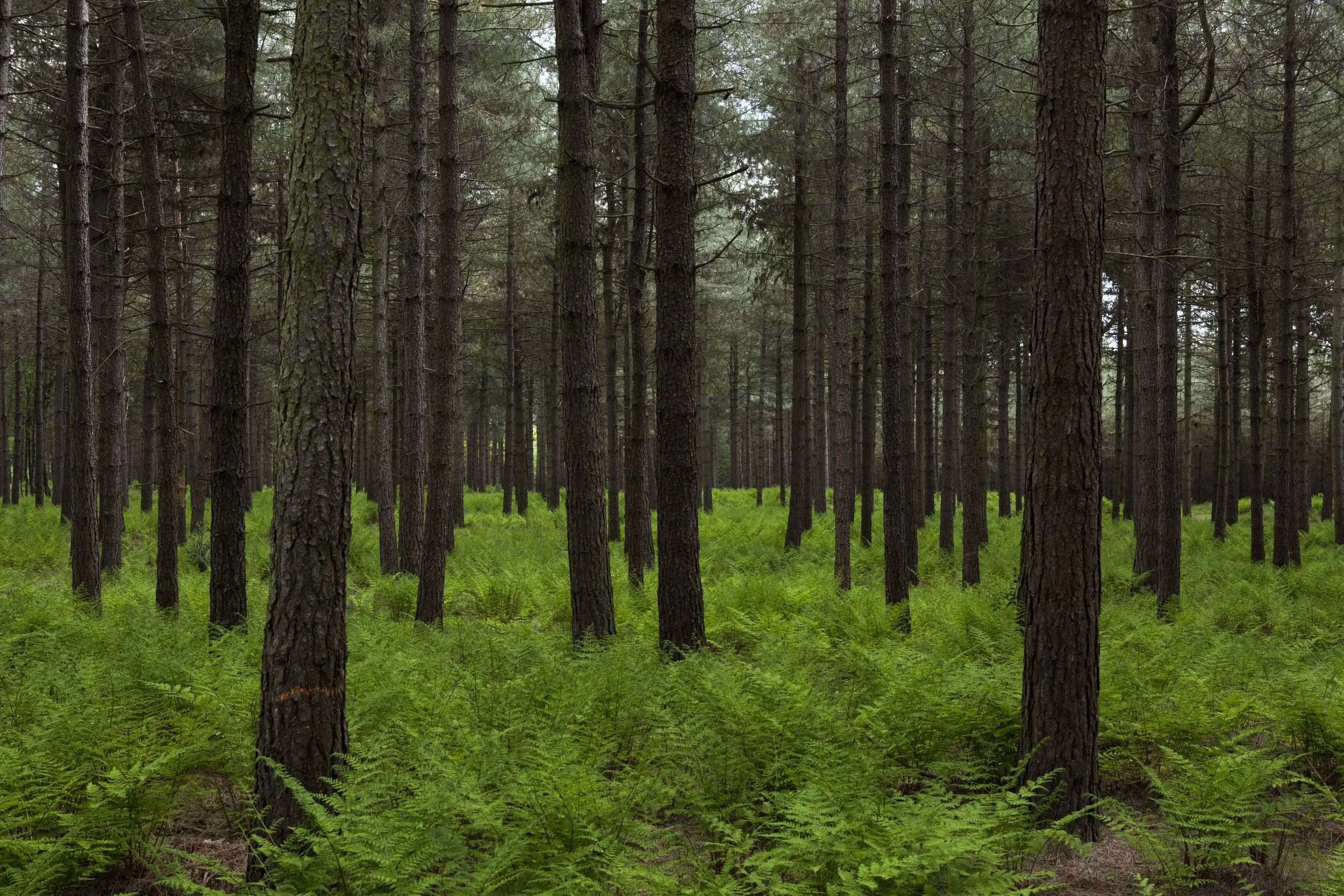 Nora Verbraak © Through the Forest _MG_2756.jpg