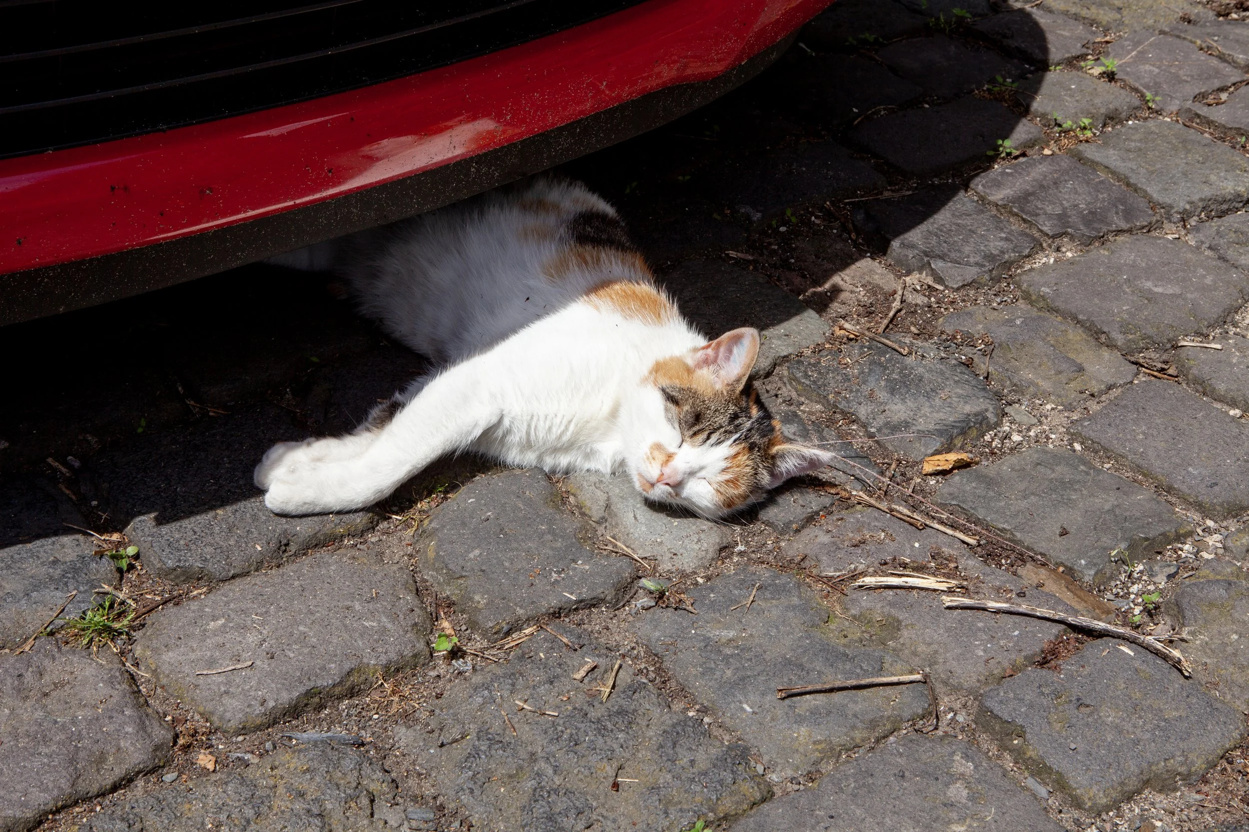 Hey Poes! © Nora Verbraak_MG_0392.jpg