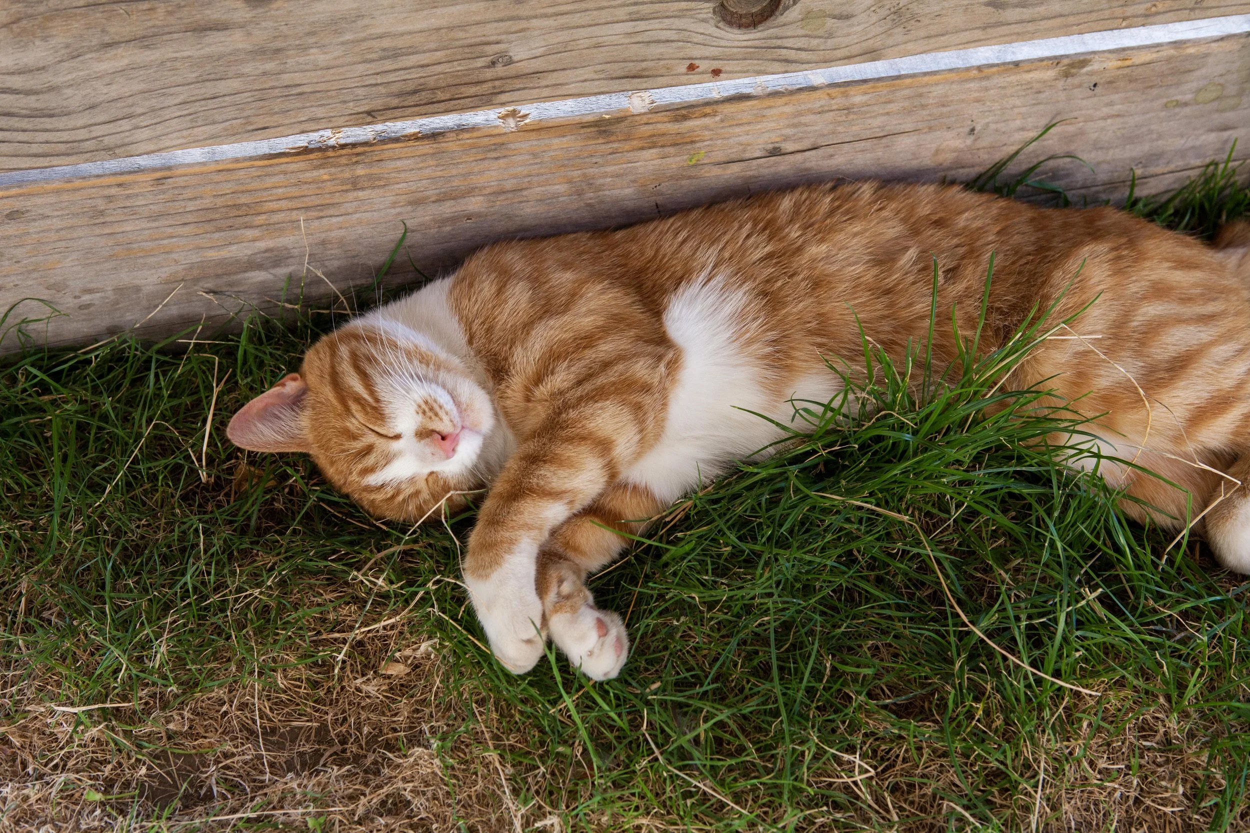 Hey Poes! © Nora Verbraak_MG_2782.jpg