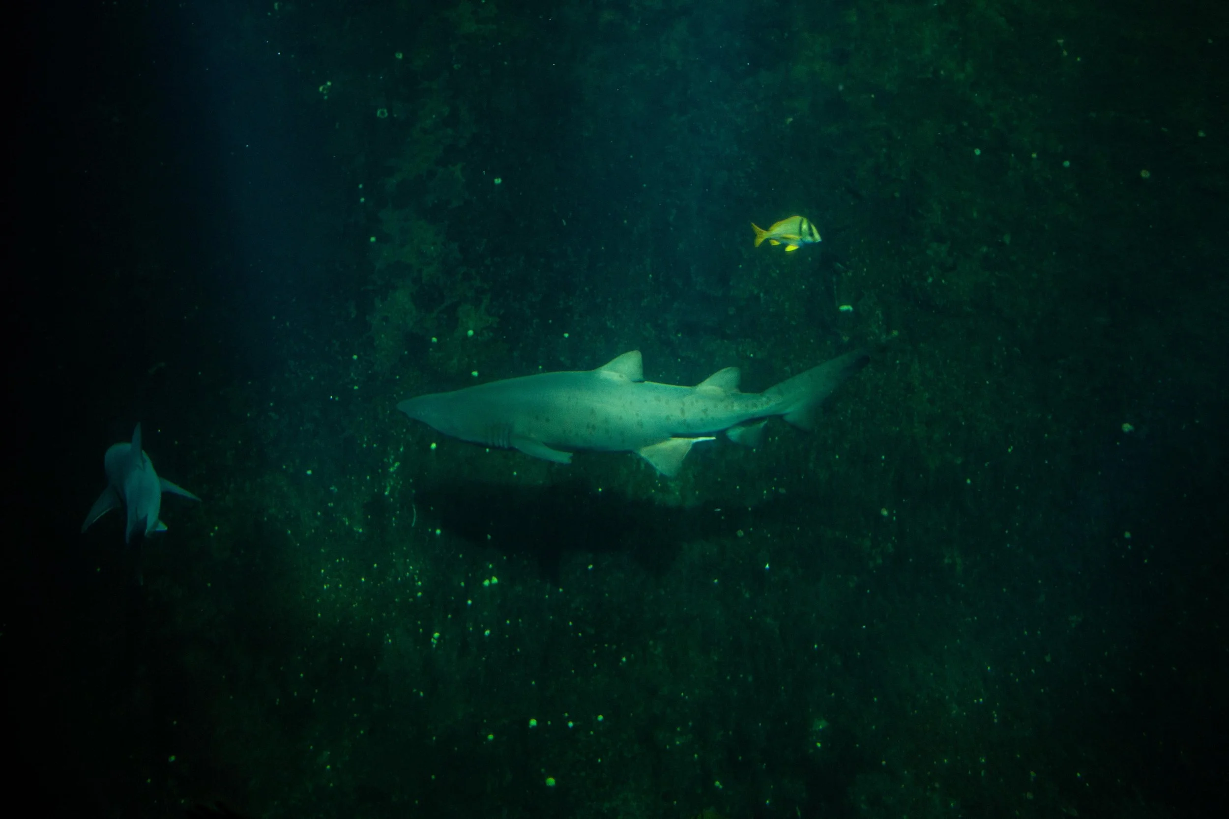 Zoo © Nora Verbraak_MG_5331.jpg