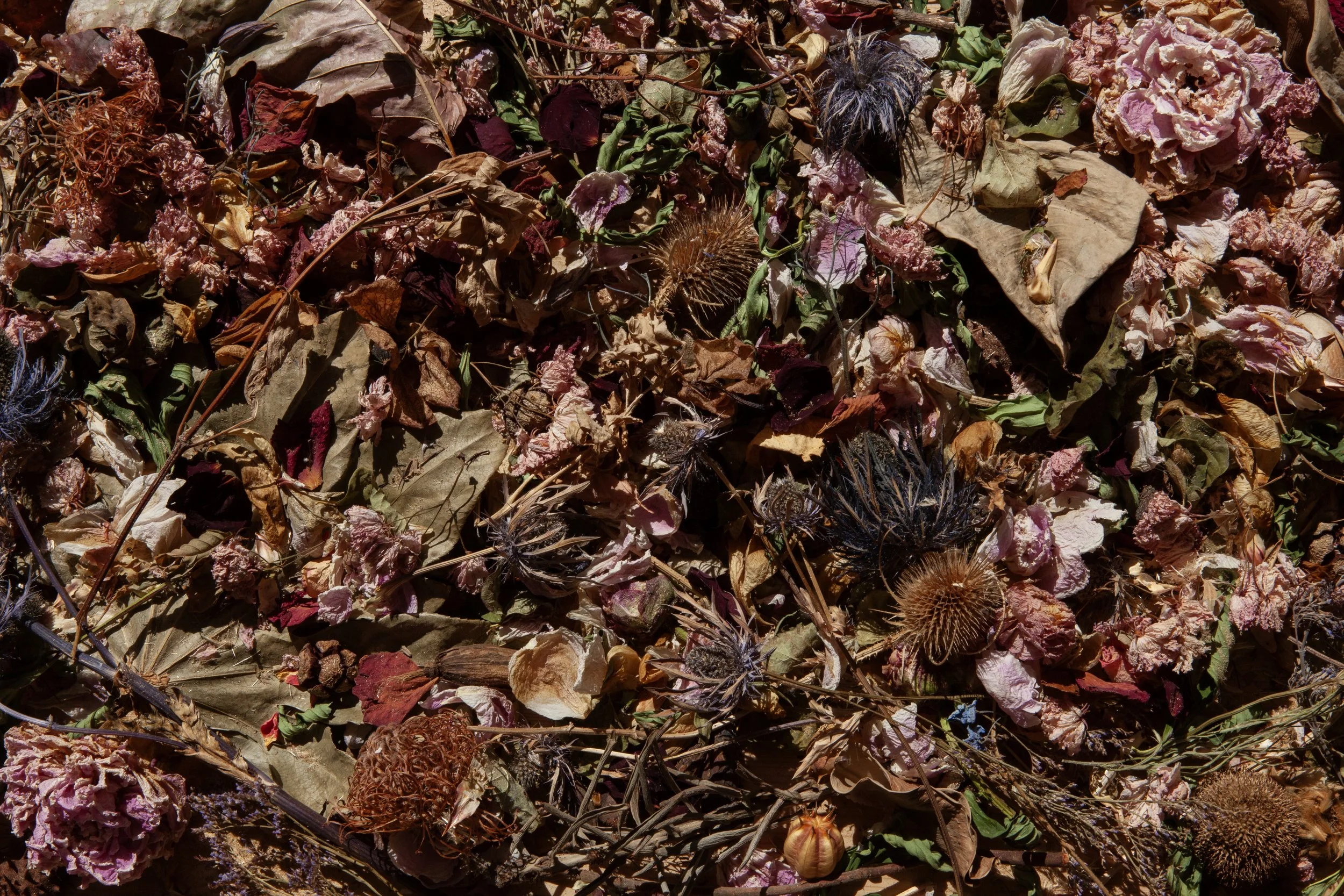 Fleurs Séchées © Nora Verbraak_MG_1606.jpg