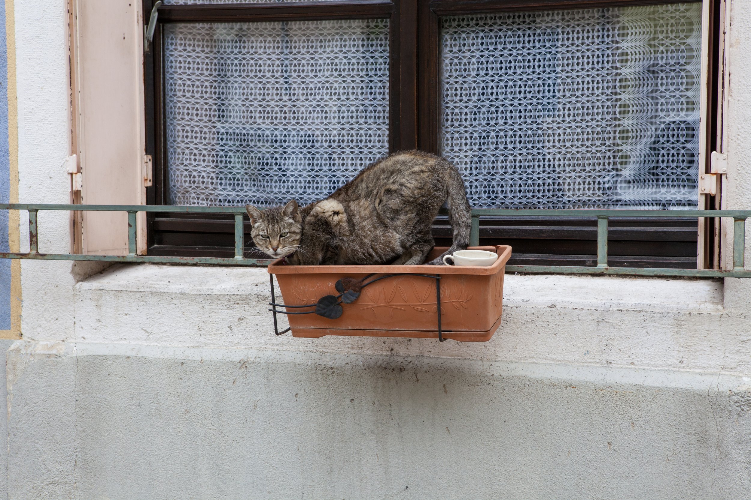 Hey Poes! © Nora Verbraak_MG_8216.jpg