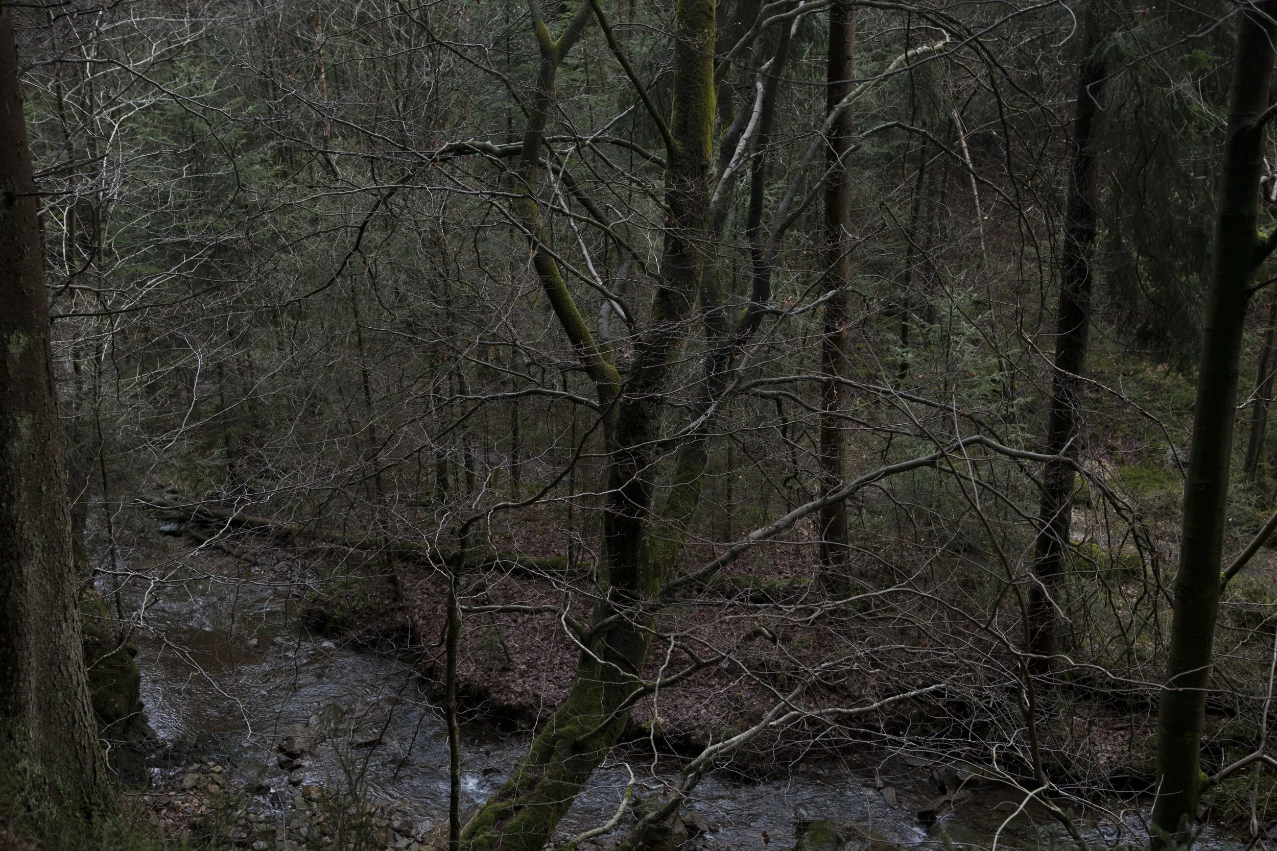 Nora Verbraak © Through the Forest _MG_9384.jpg