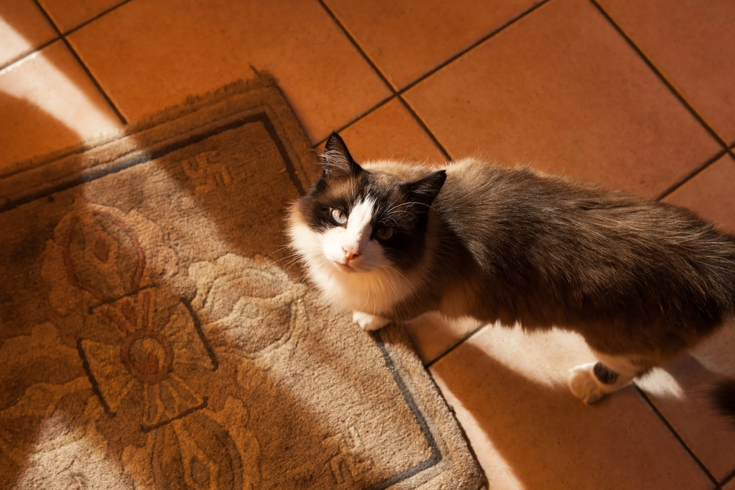 Hey Poes! © Nora Verbraak_MG_2772.jpg