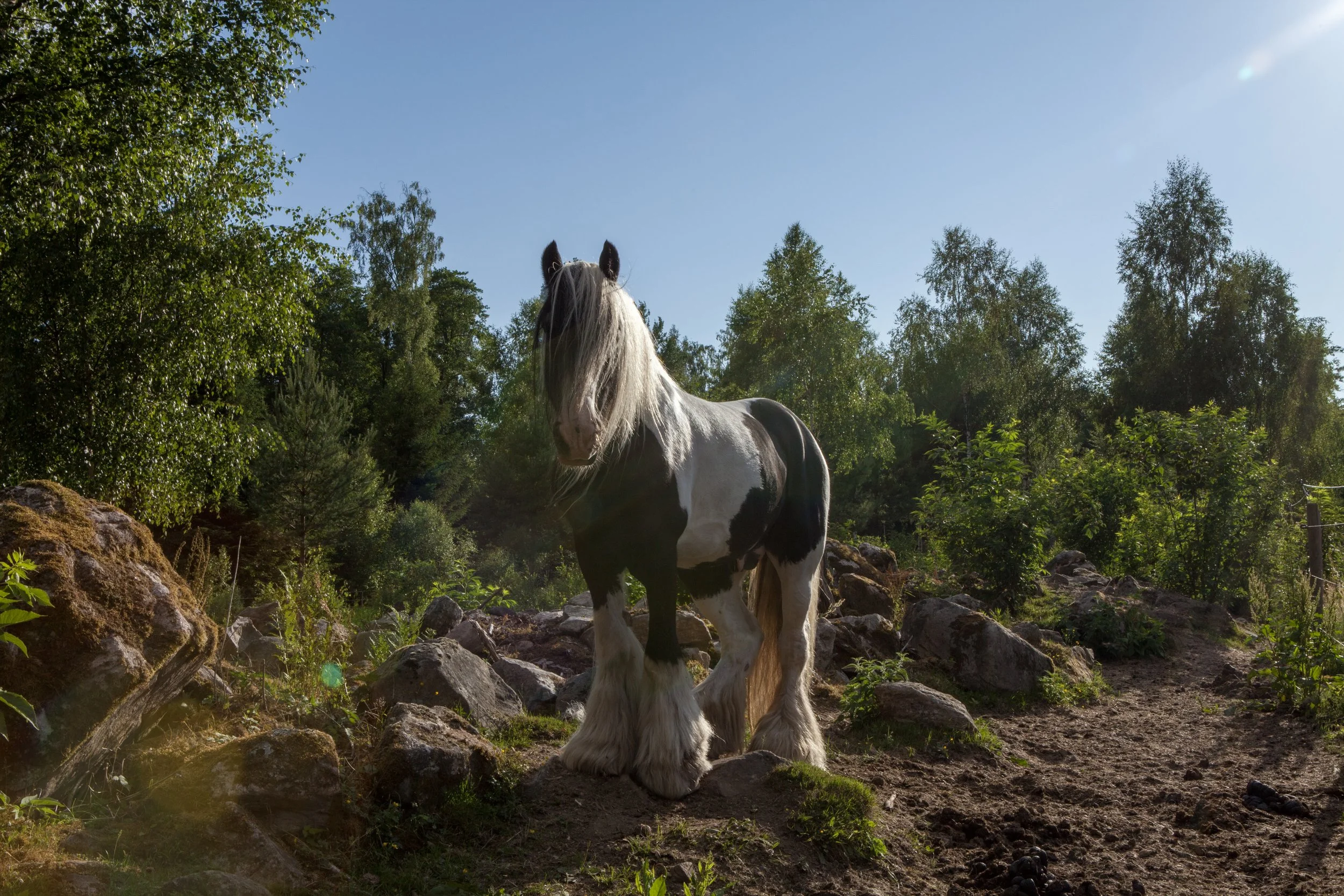 The Tinker © Nora Verbraak_MG_0417.jpg