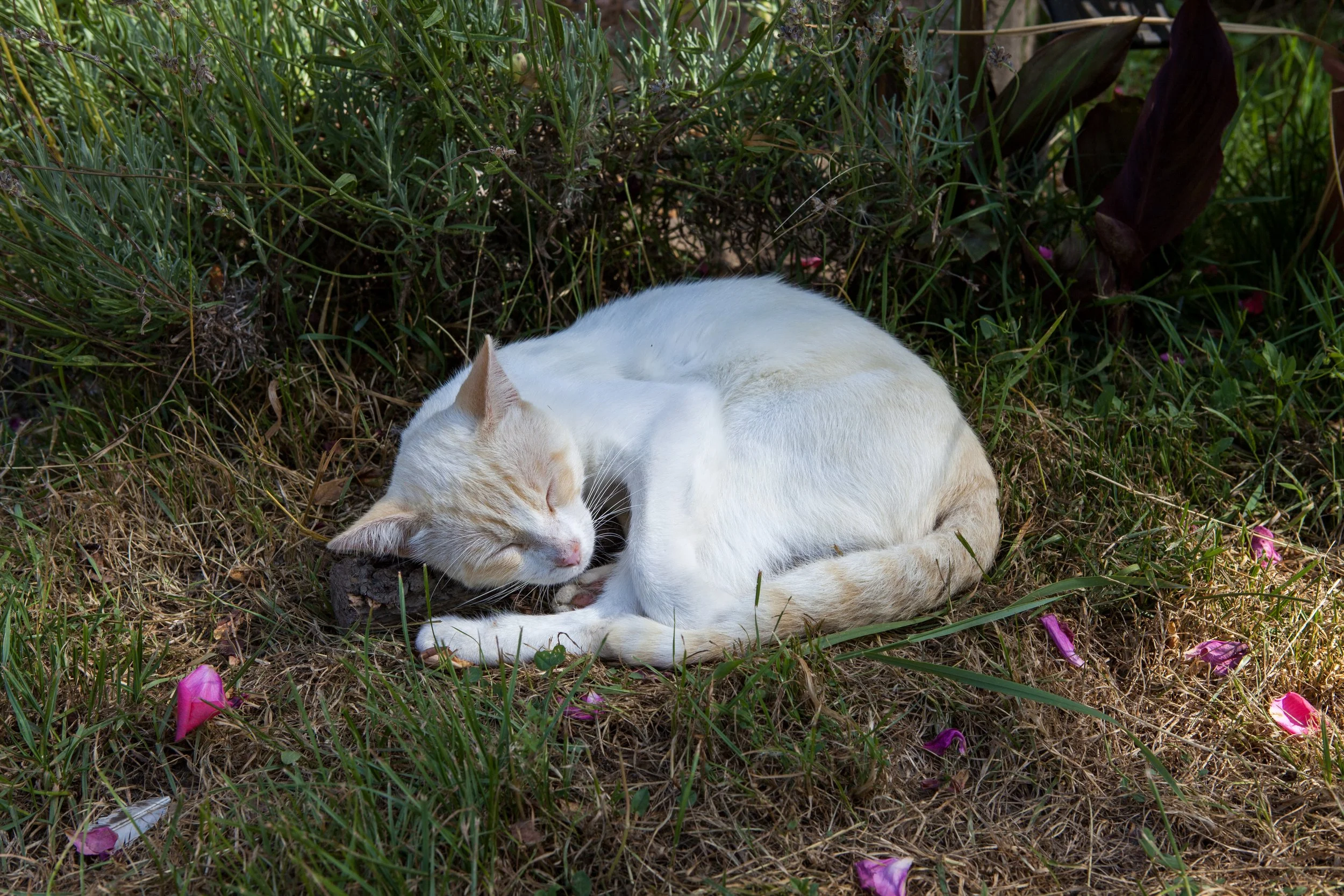 Hey Poes! © Nora Verbraak_MG_1726.jpg