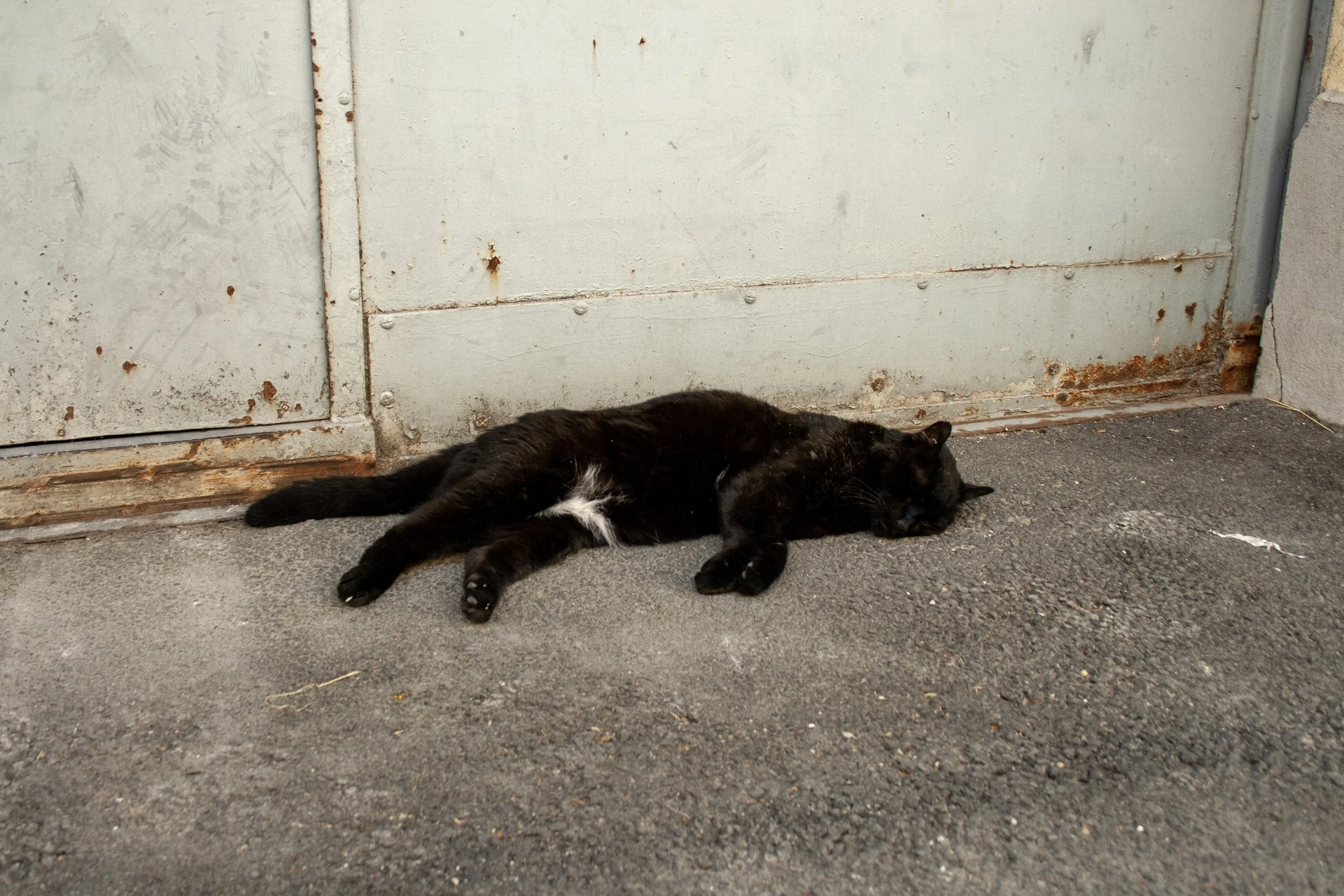 Hey Poes! © Nora Verbraak_MG_7917.jpg