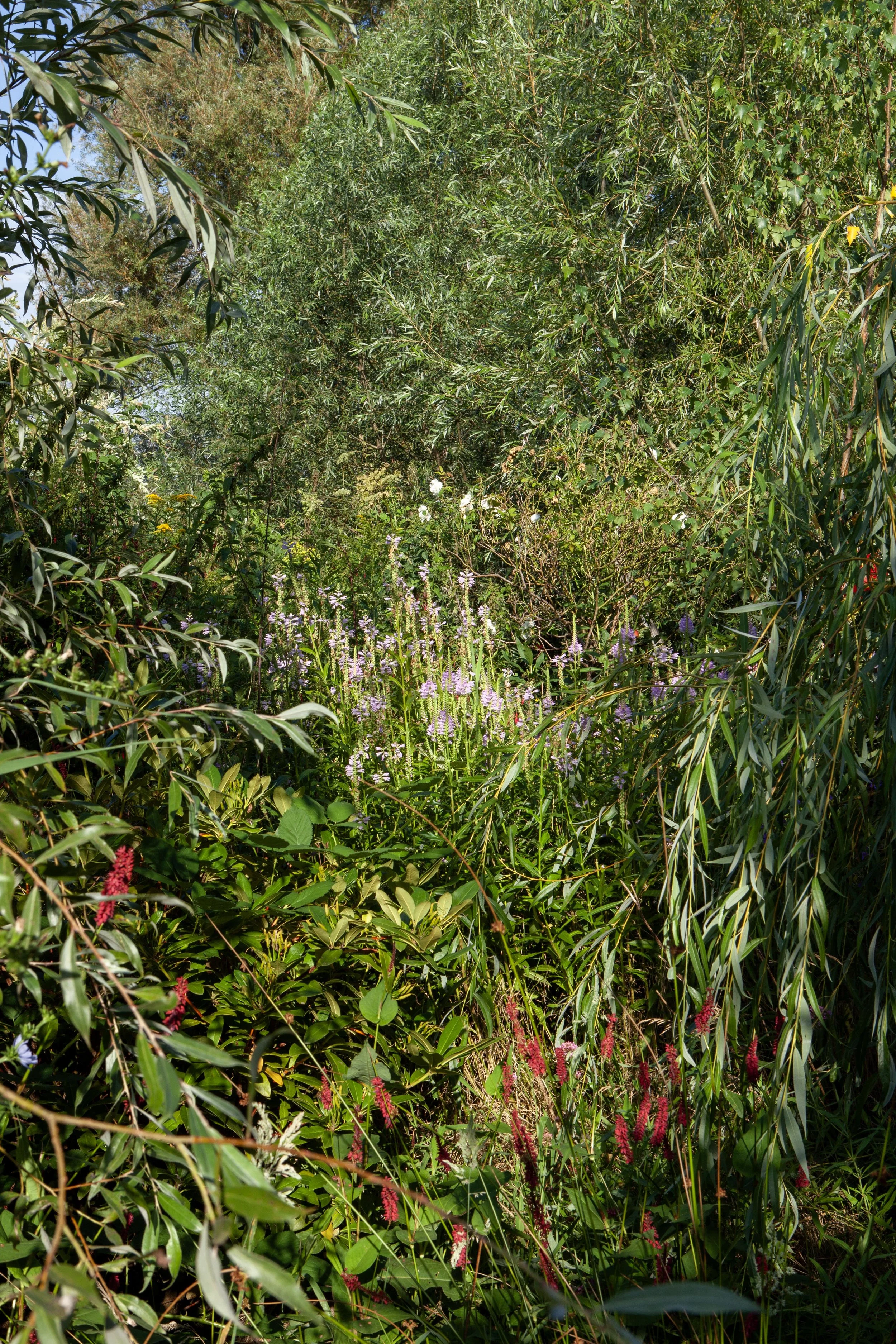 Toet's Tuin_MG_1900 © Nora Verbraak.jpg