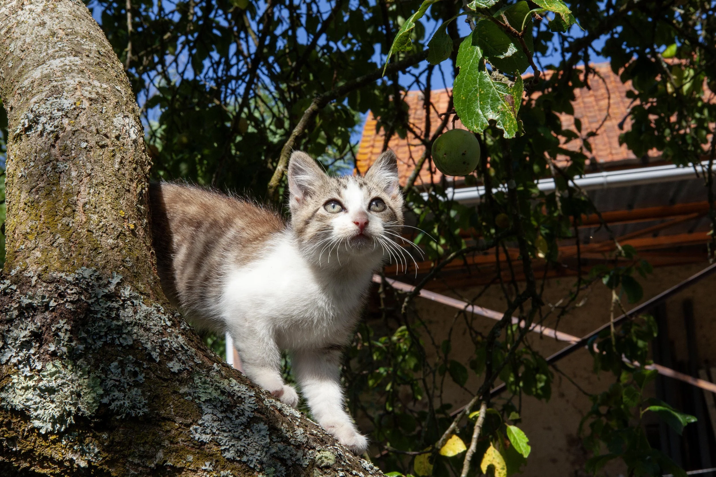 Hey Poes! © Nora Verbraak_MG_1741.jpg