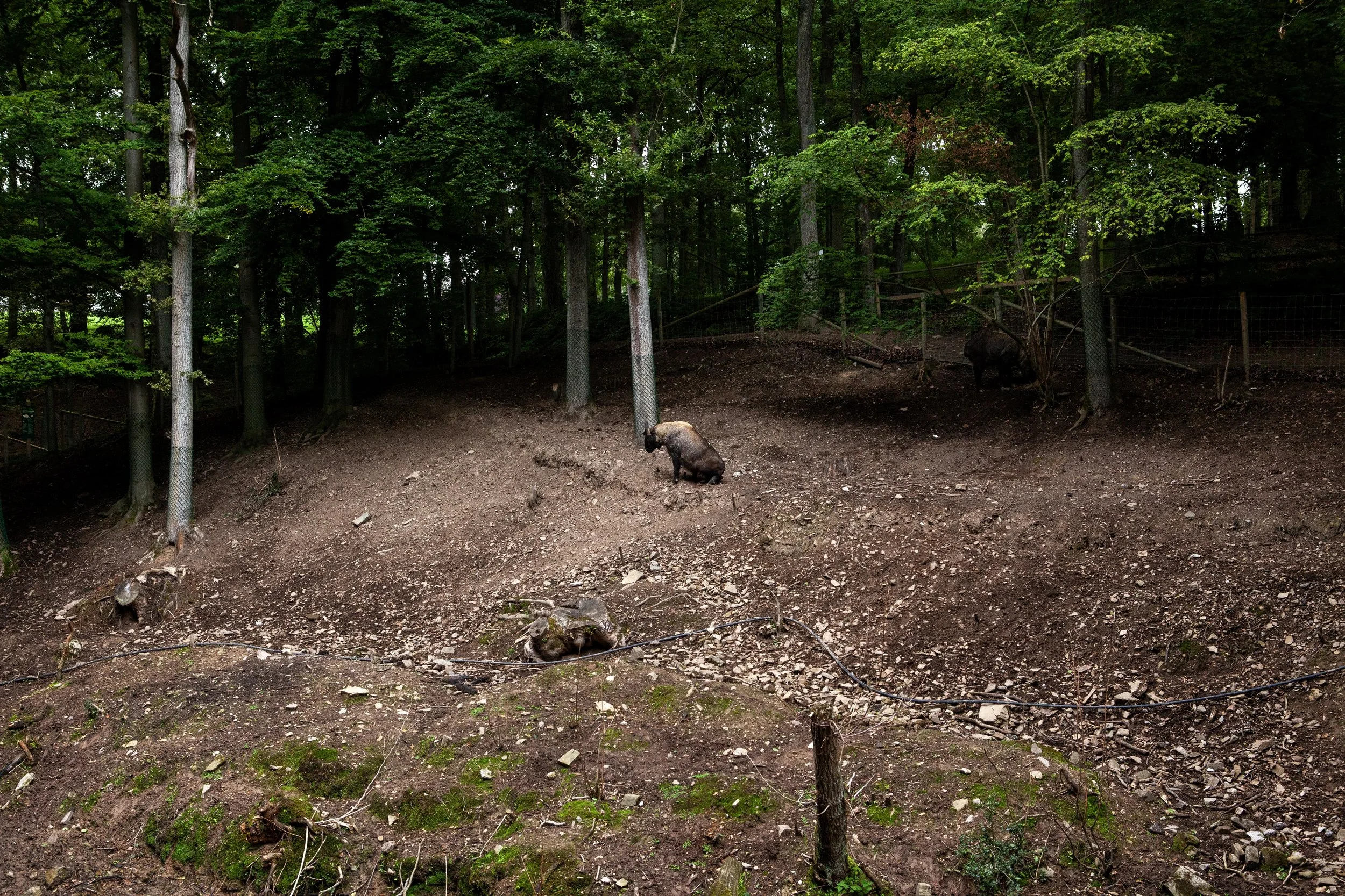 Zoo © Nora Verbraak_MG_7143.jpg