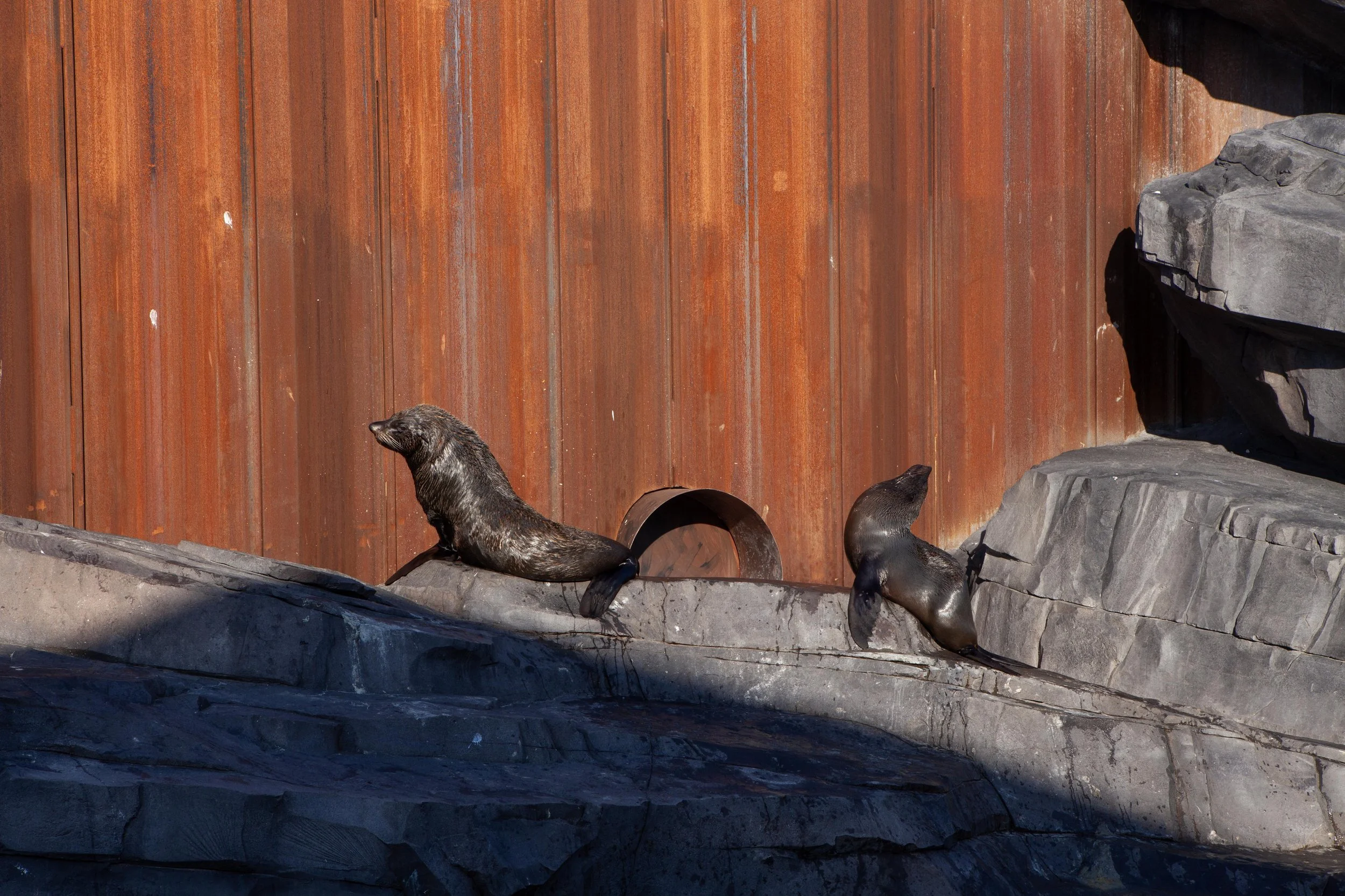 Zoo © Nora Verbraak_MG_5541.jpg