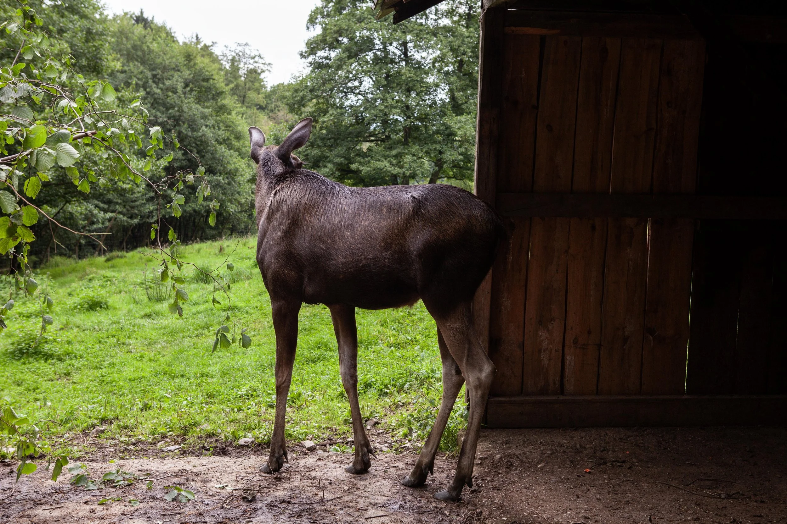 Zoo © Nora Verbraak_MG_7299.jpg