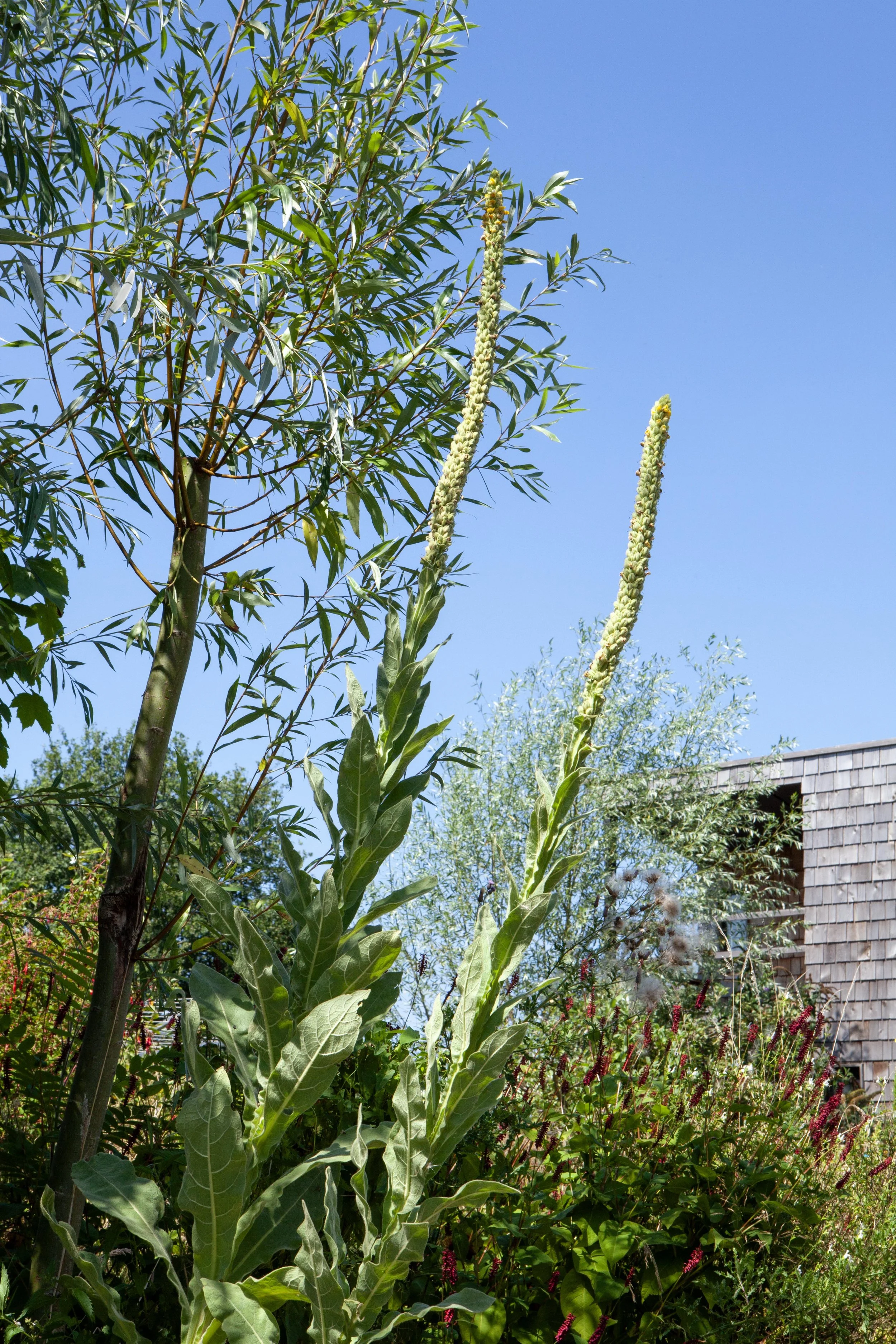 Toet's Tuin_MG_1936 © Nora Verbraak.jpg