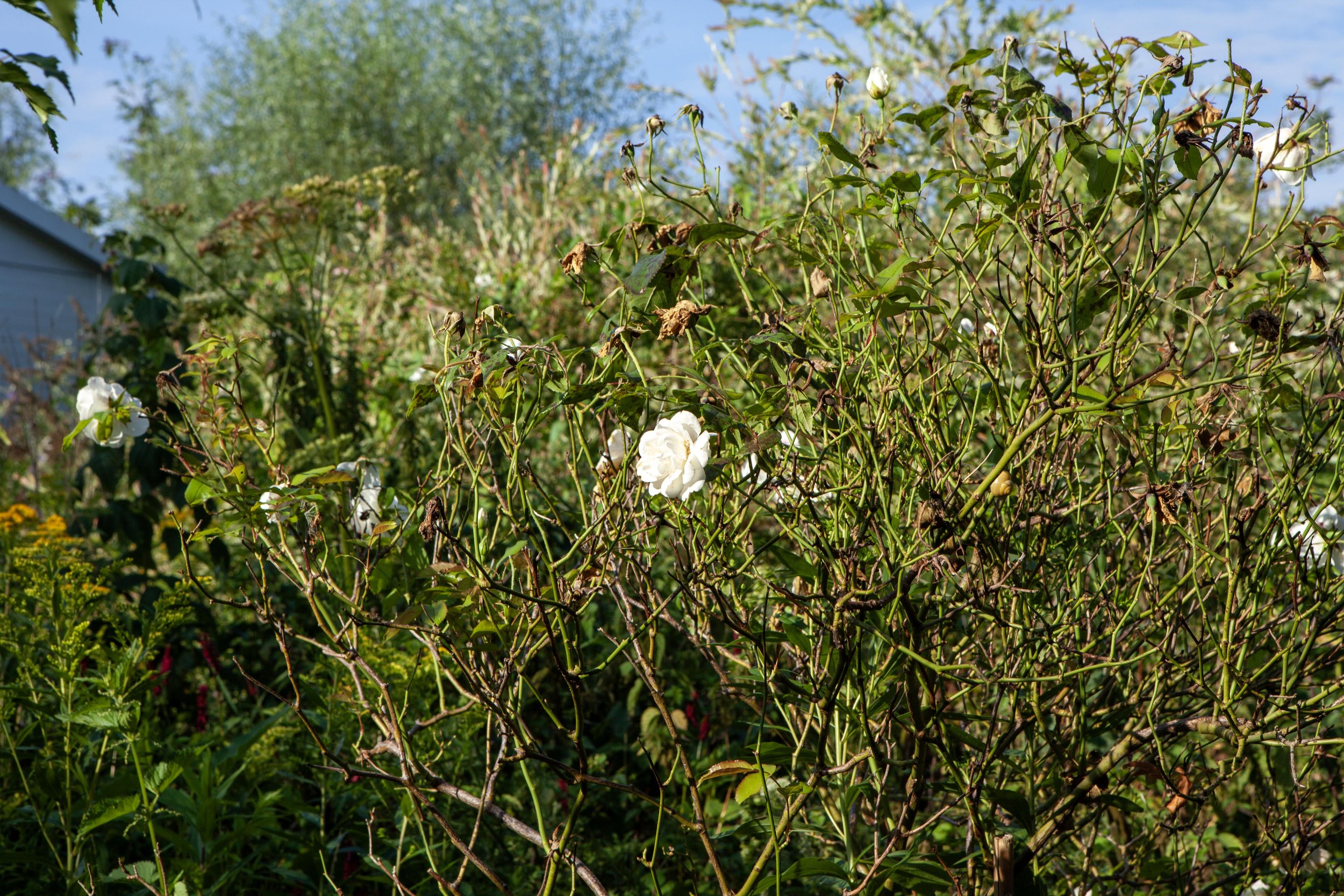 Toet's Tuin_MG_1894 © Nora Verbraak.jpg