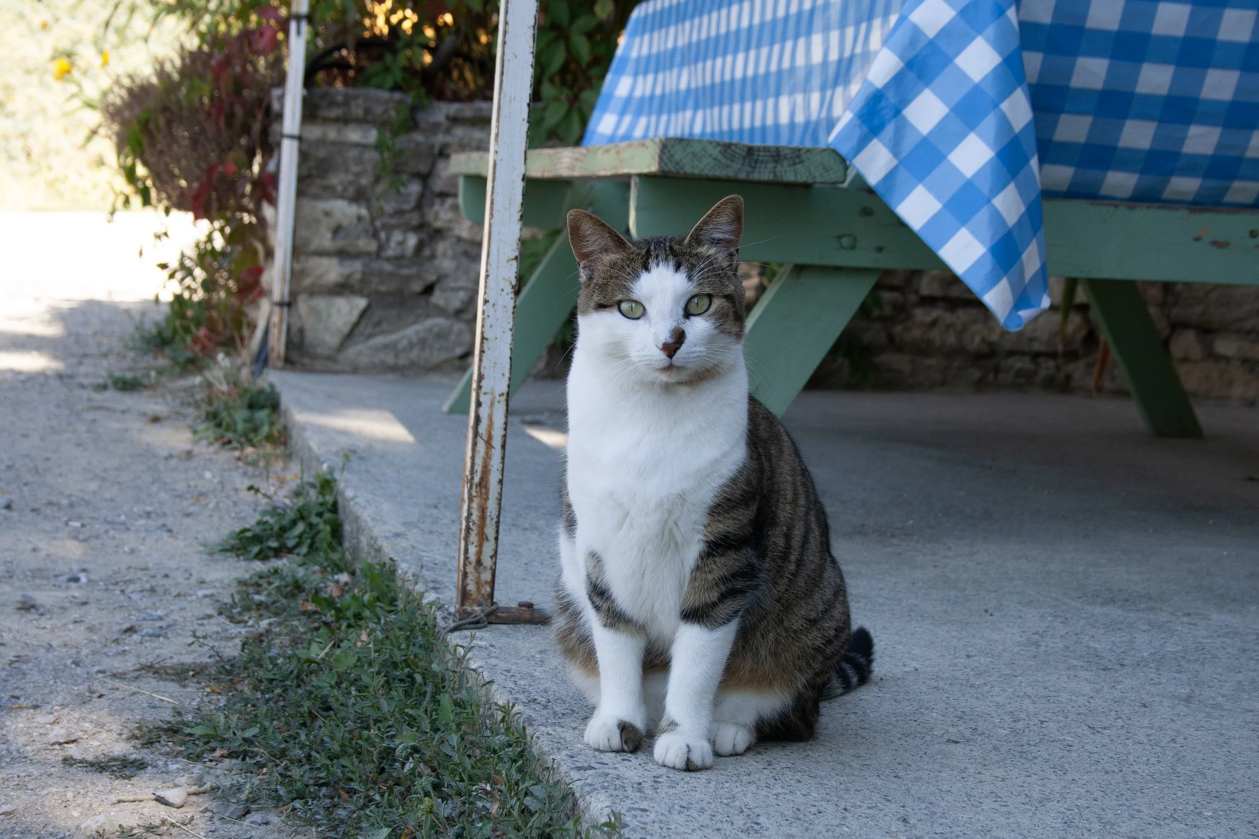 Hey Poes! © Nora Verbraak_MG_5428.jpg