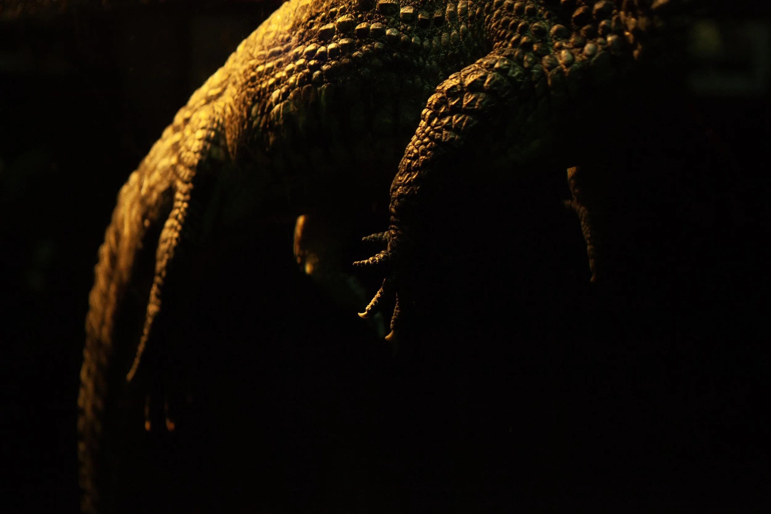 Zoo © Nora Verbraak_MG_5538.jpg