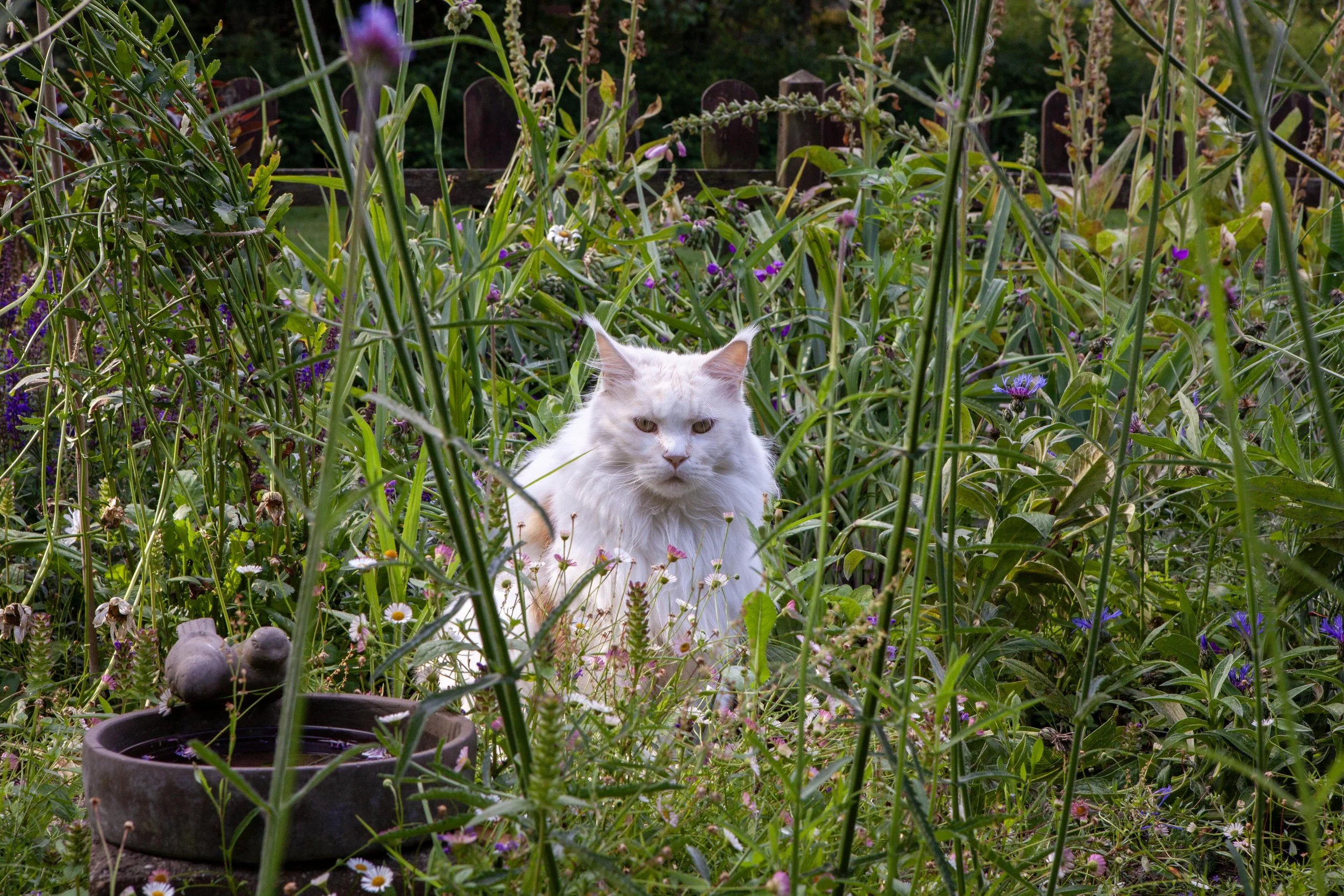 Hey Poes! © Nora Verbraak_MG_1009.jpg