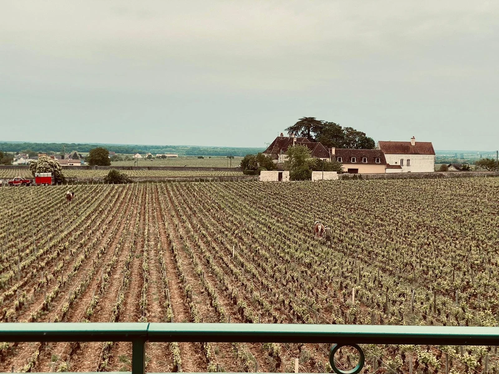 Viaggio fra la borgogna e i suoi unicorni