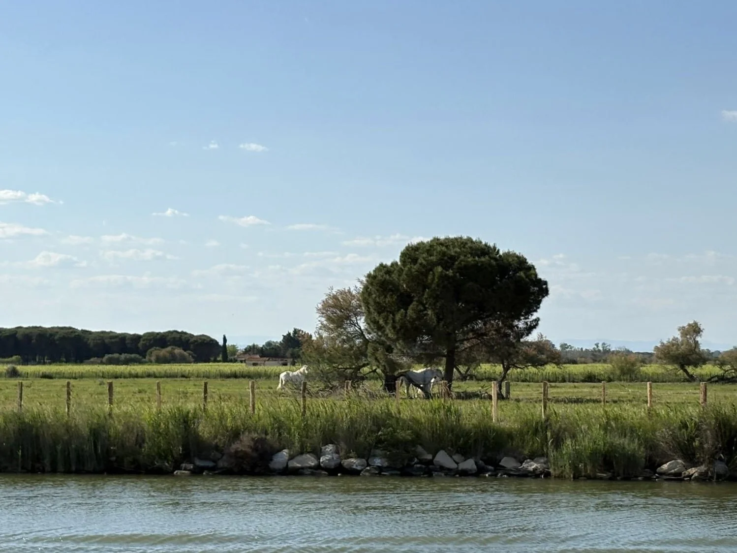 PROVENZA - LANGUEDOC - ROUSSILLON: i profumi del sud della francia
