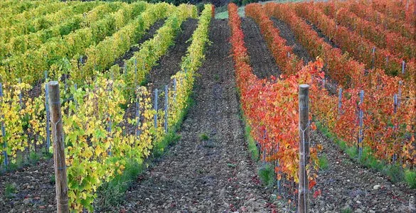 VITIGNI RARI DI TOSCANA - una storia ancora tutta da scrivere