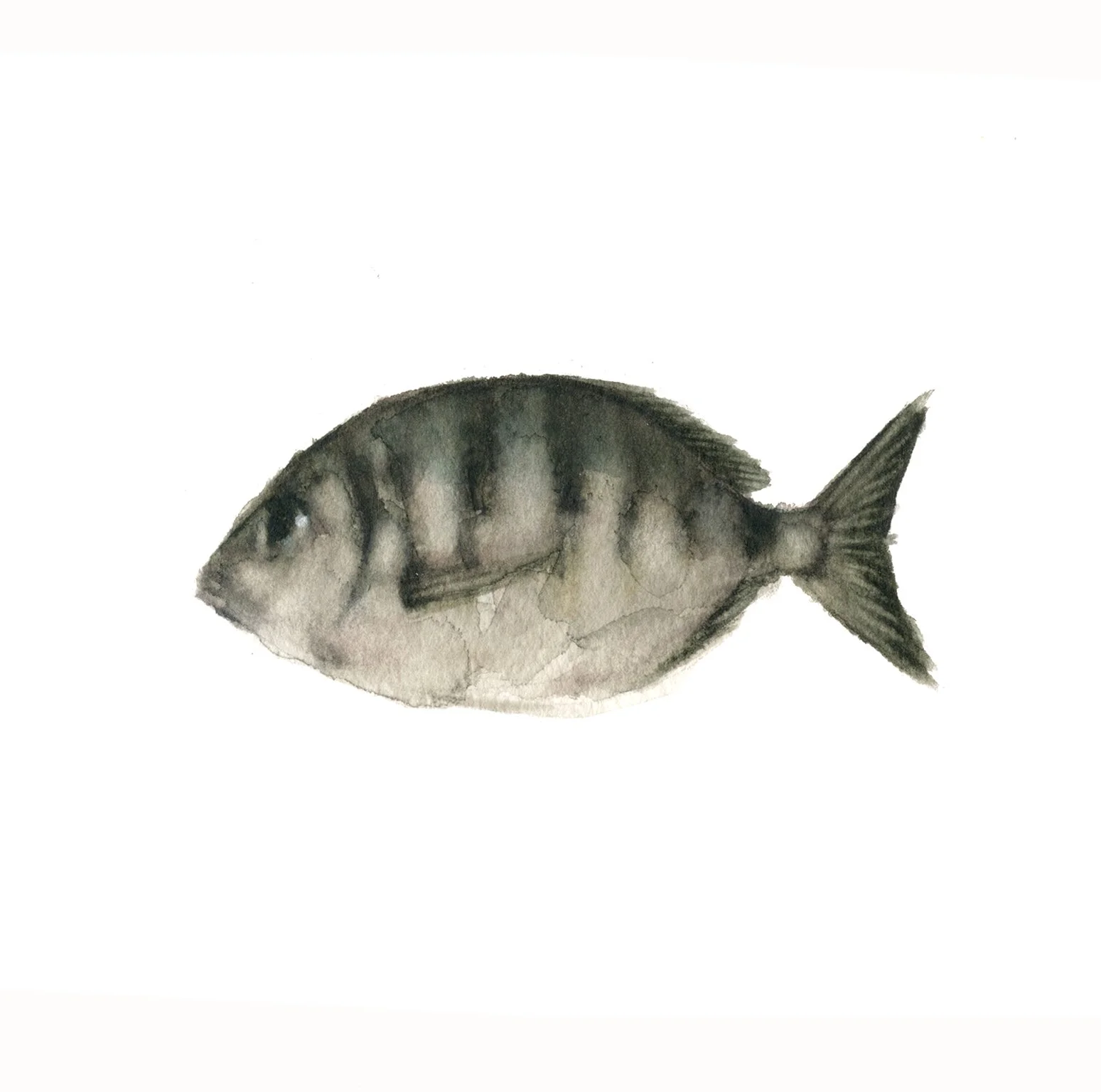 mojarra1.jpg