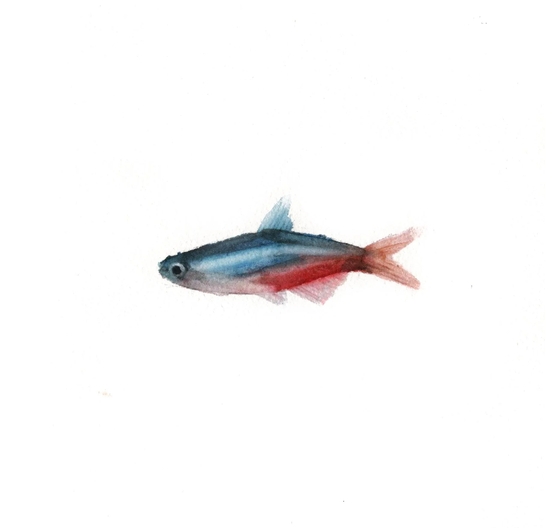 Pez Neón (Pez 5)
