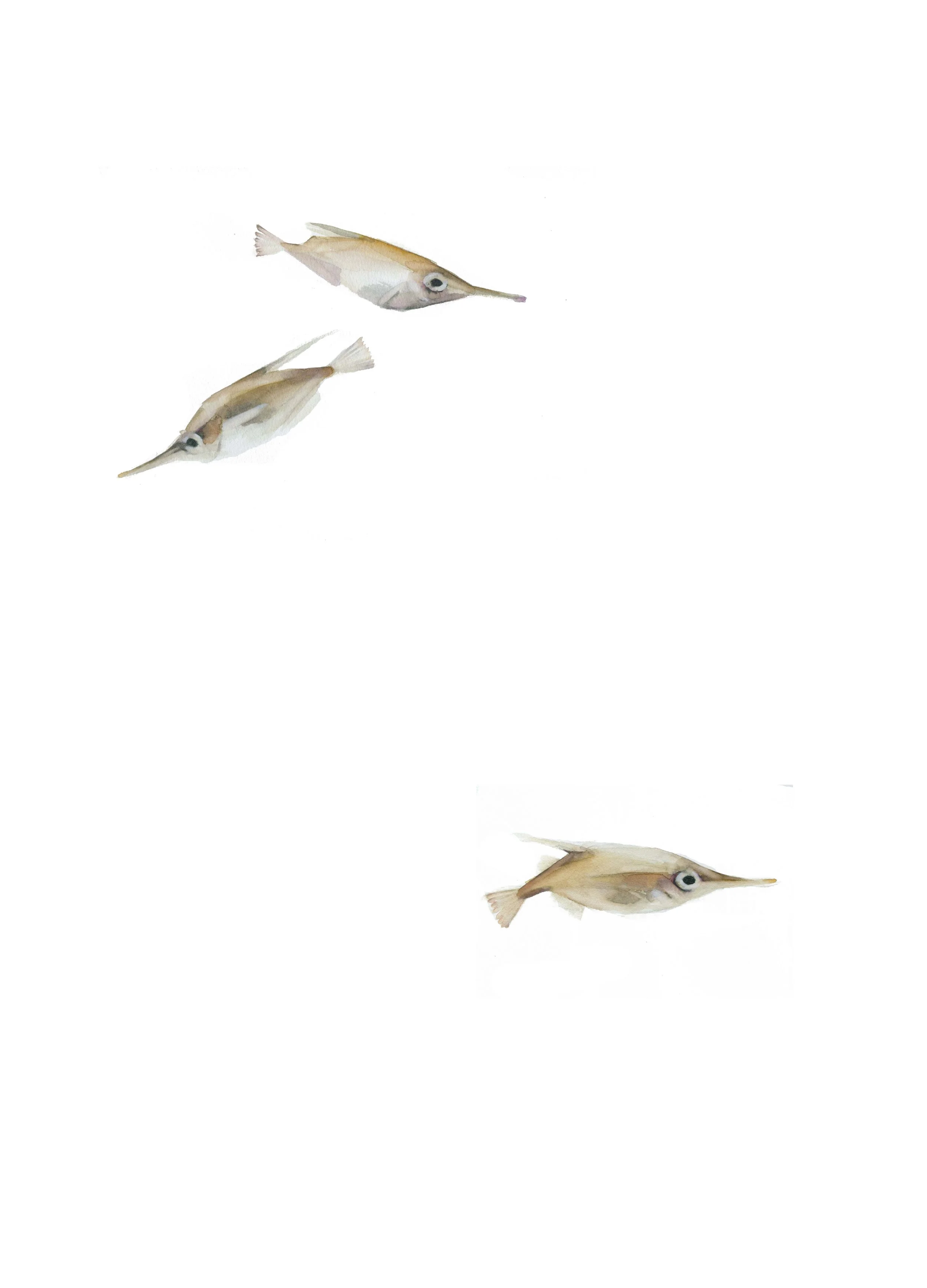 peces trompeta.jpg