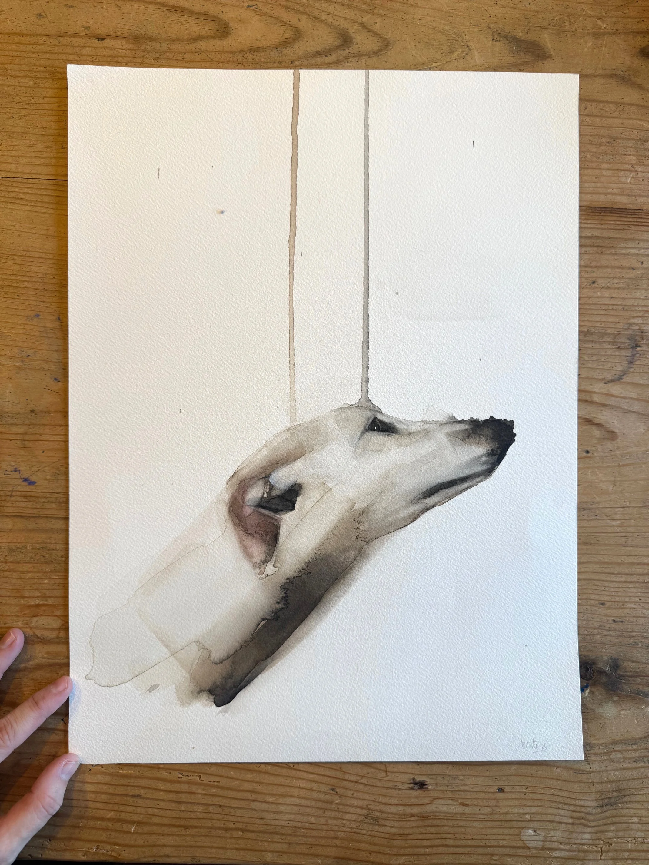 galgo.jpg
