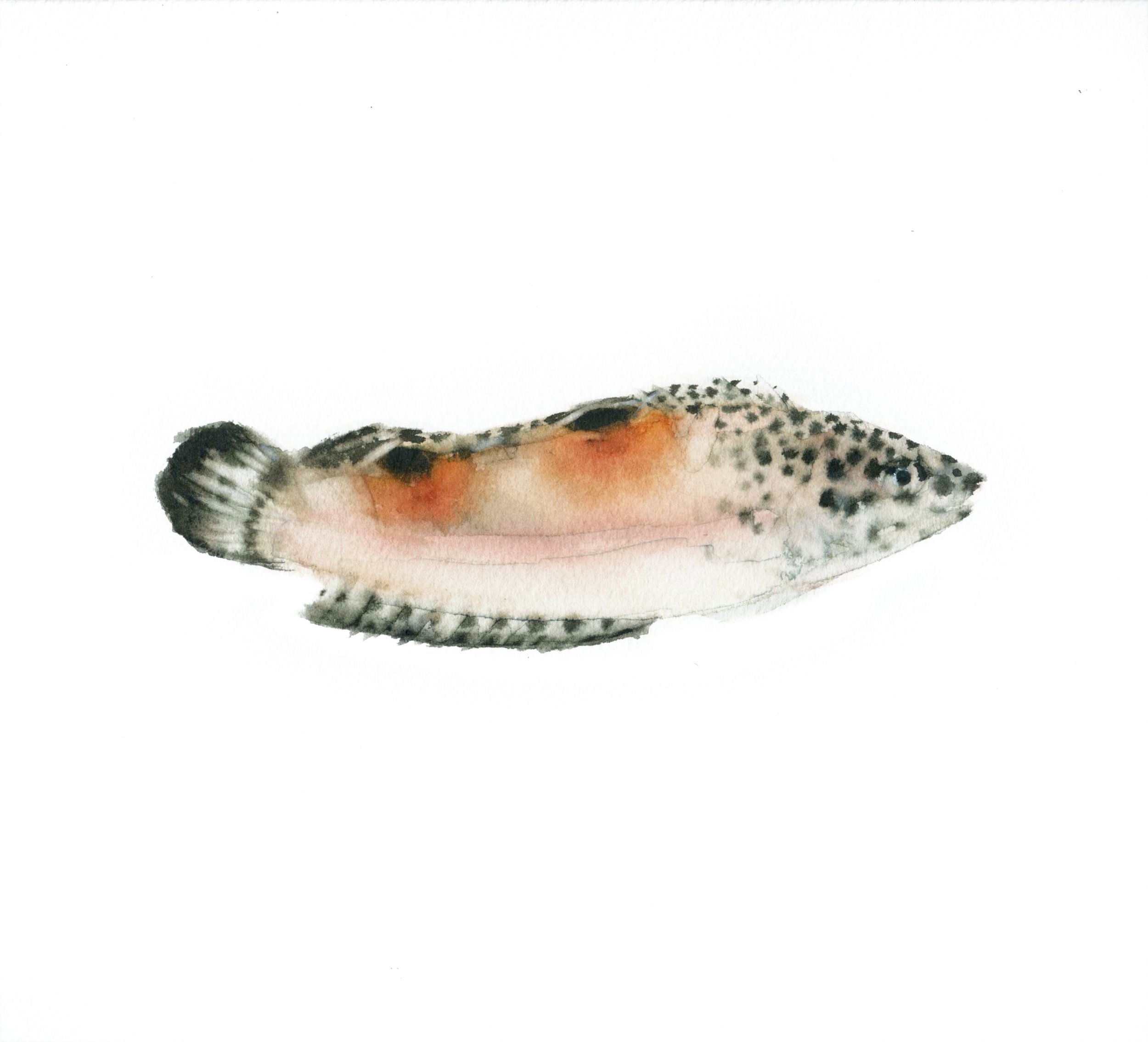 Pez Doncella (Pez 8)