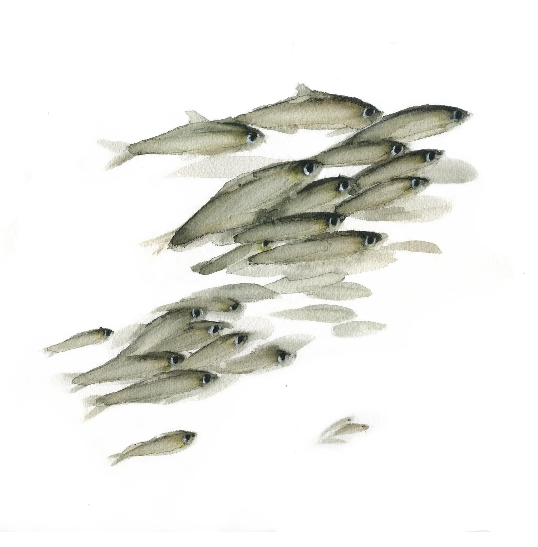 Banco de peces 2